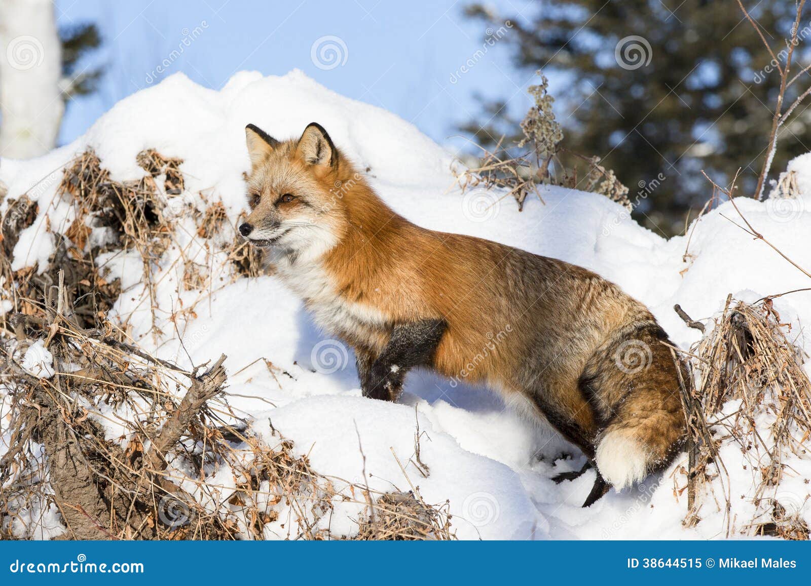 red fox standing at full alert