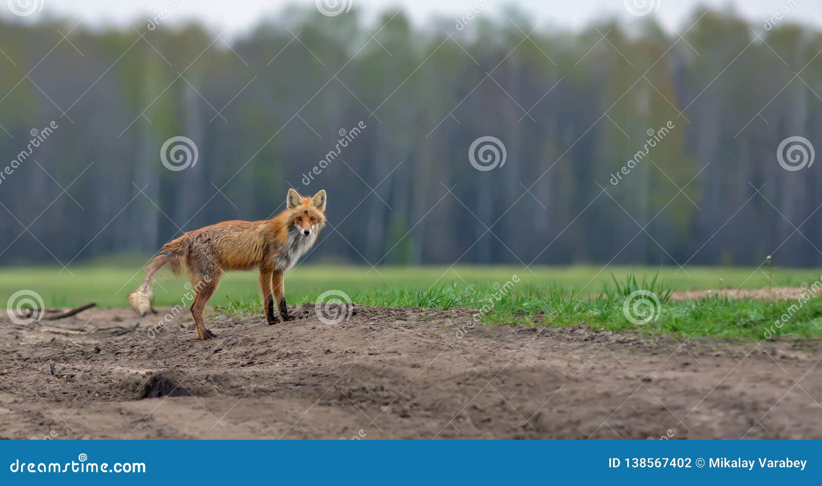 Red Fox Suffering from Mange Disease Panoramic View Stock Photo Image