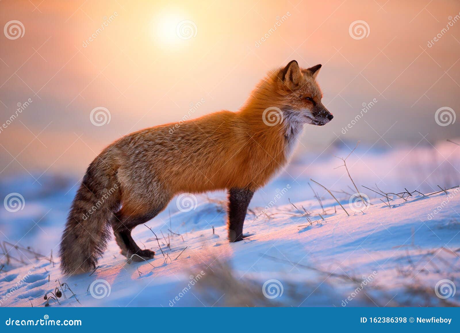 red fox at sunrise