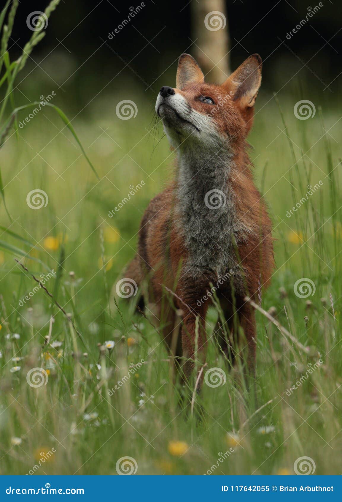 red fox vixen