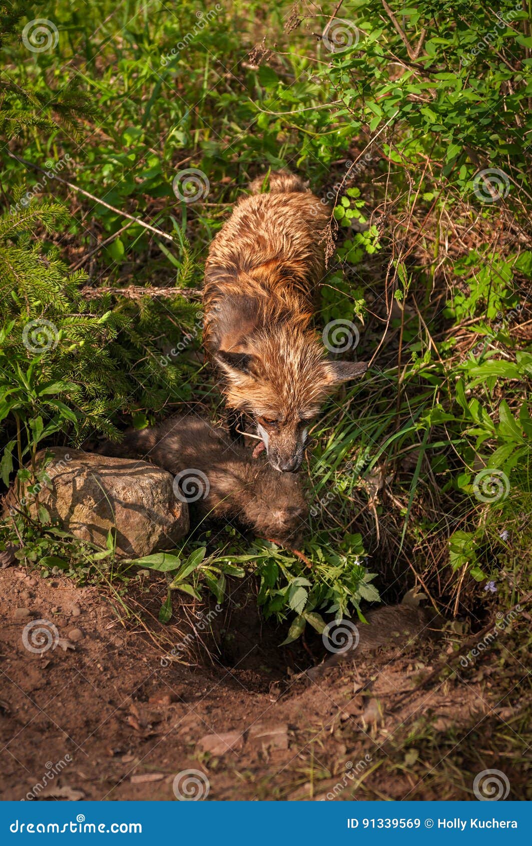 red fox vixen vulpes vulpes with kit looks into den