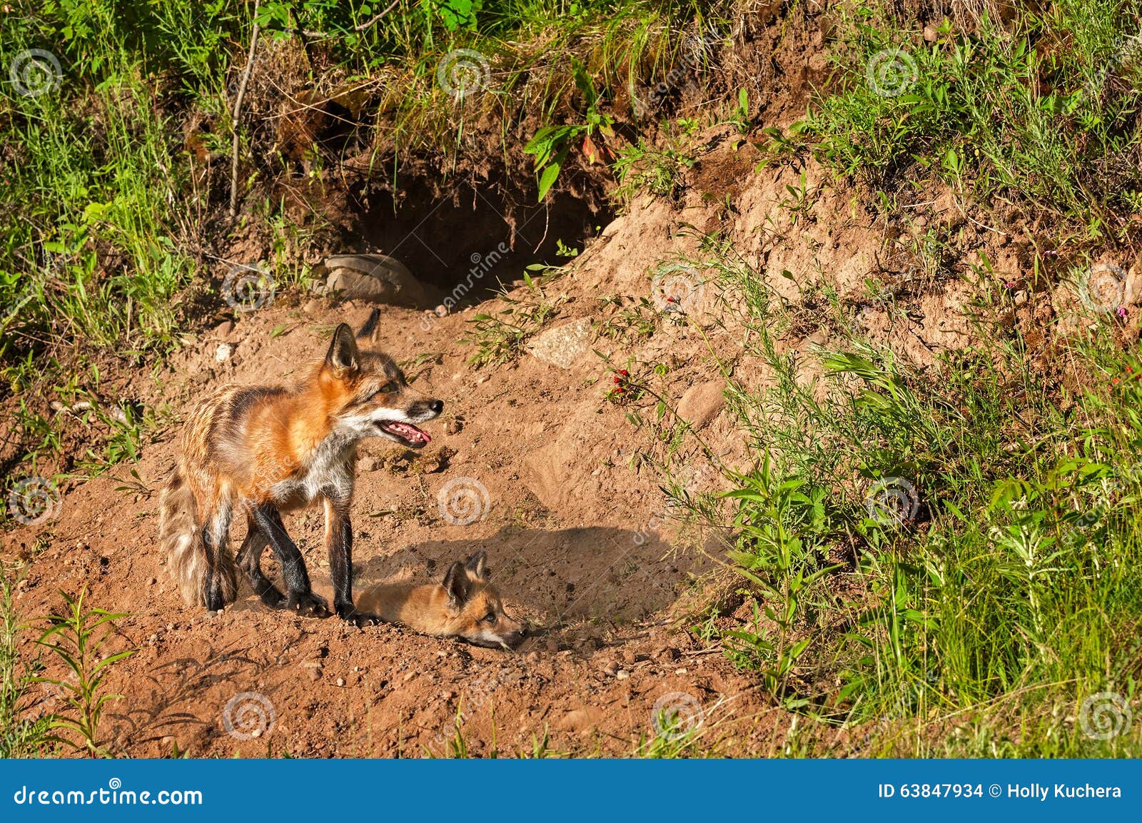 red fox vixen (vulpes vulpes) and kit near den