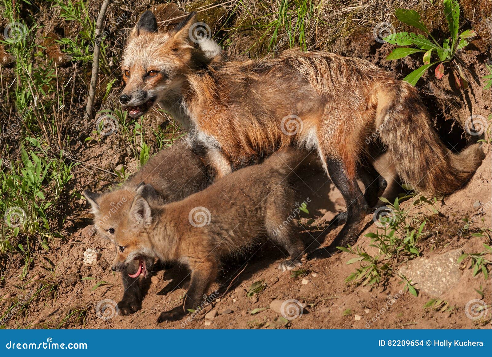 red fox vixen vulpes vulpes and kits at den