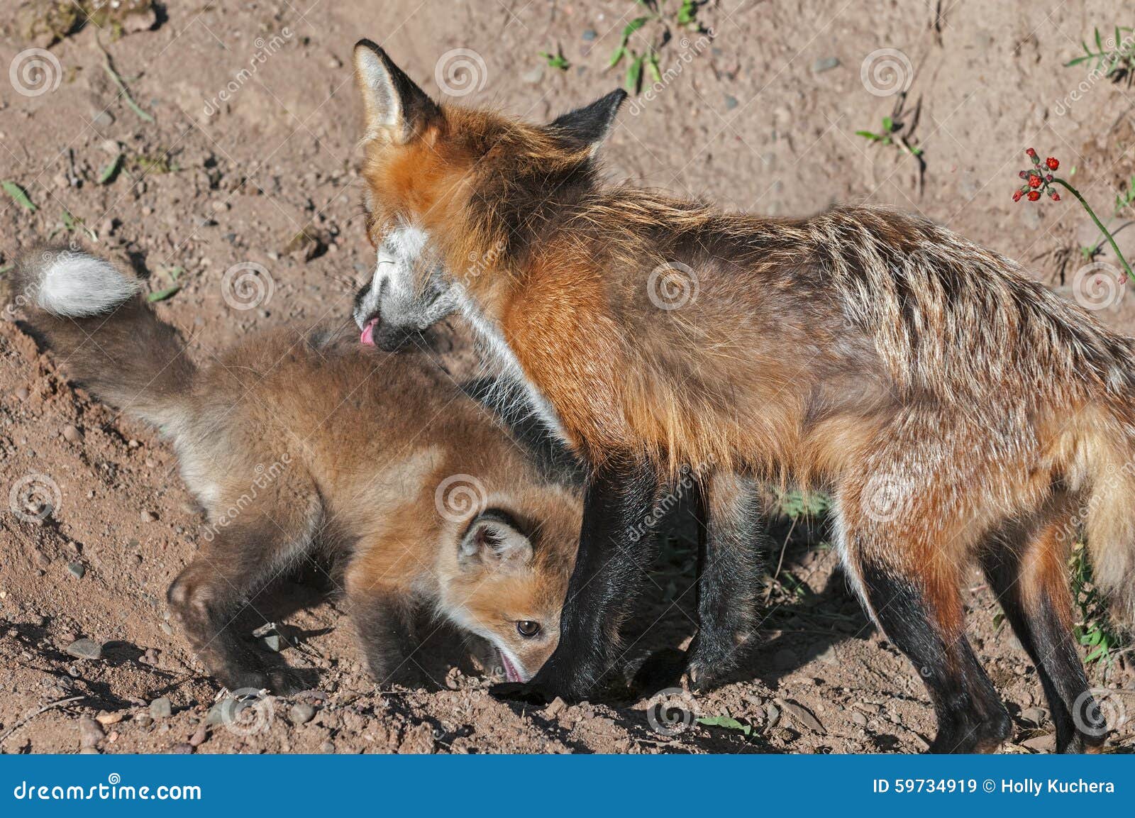 red fox vixen (vulpes vulpes) licks kit