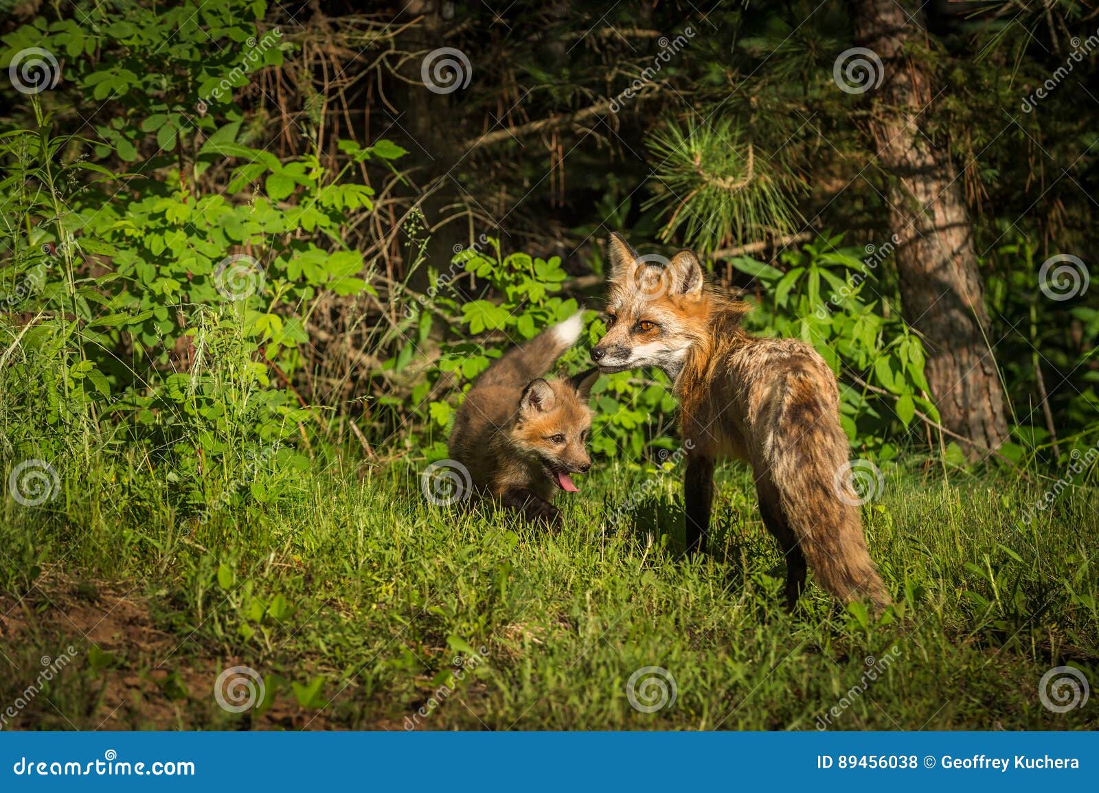 red fox vixen vulpes vulpes looks back with kit
