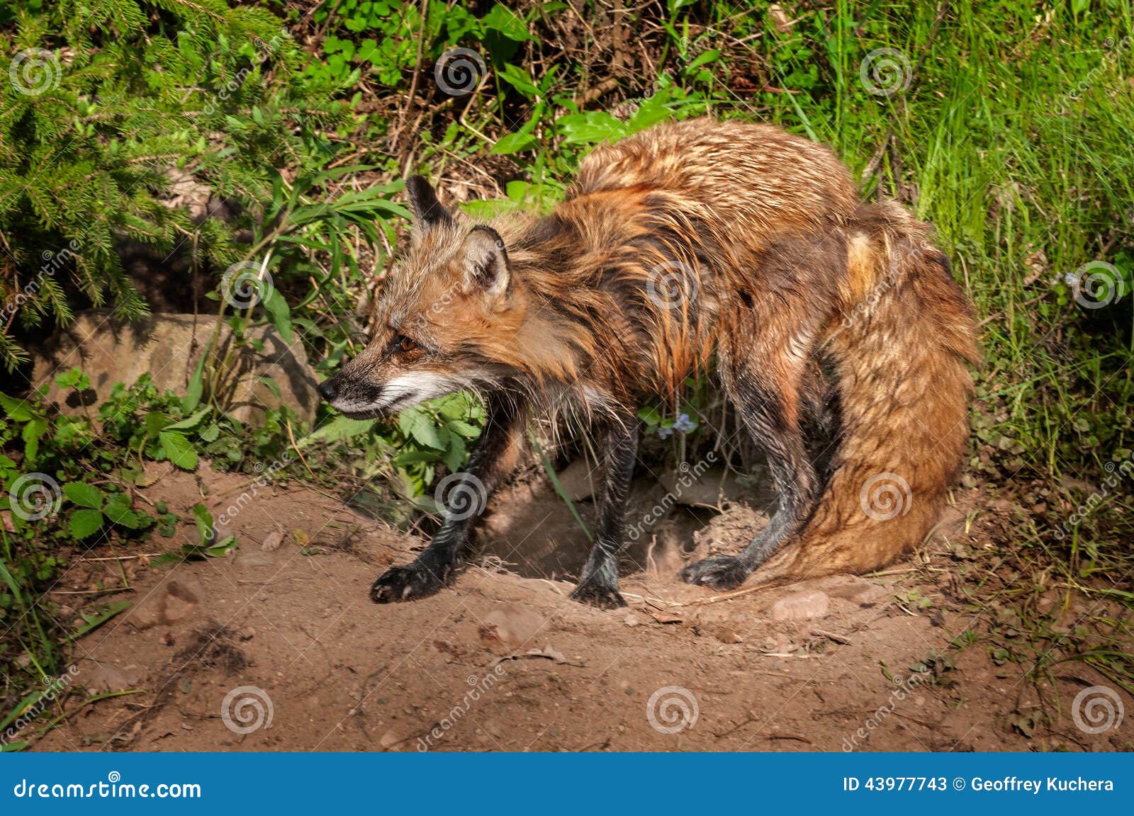 red fox vixen (vulpes vulpes) mid shake
