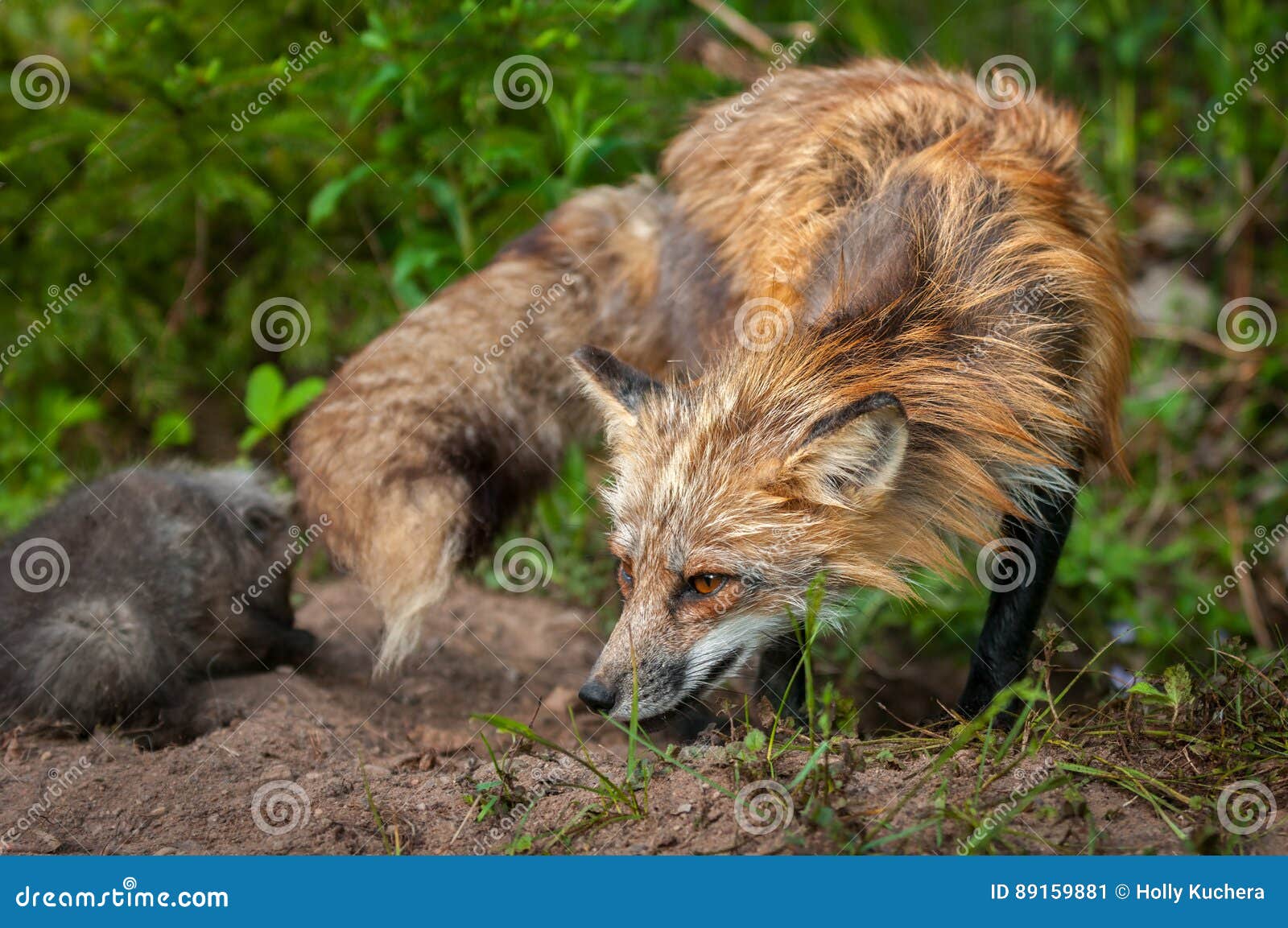 red fox vixen vulpes vulpes turns with kit