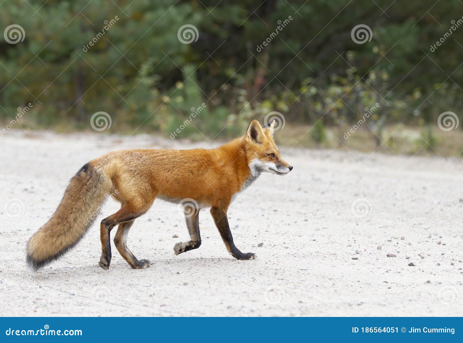 RED FOX PELT  BILODEAU Canada