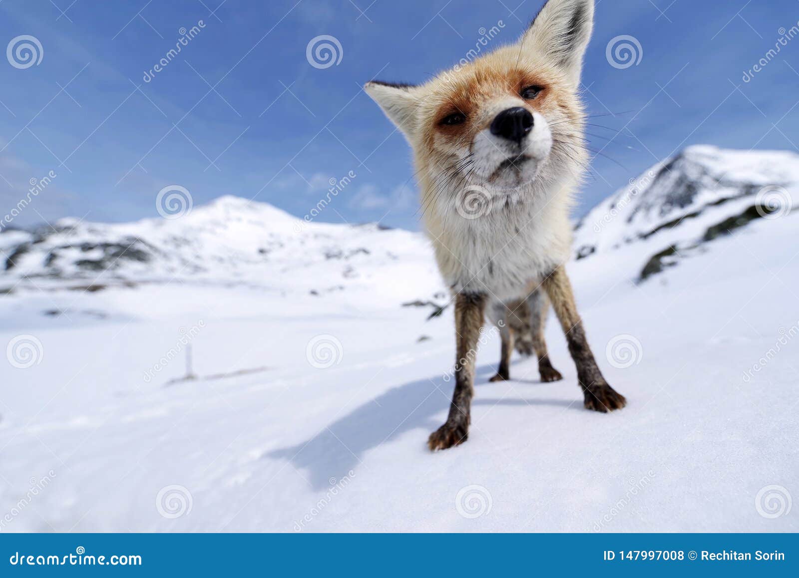 What is the title of this picture ? Fox In Natural Habitat. Winter And Snow. Stock Photo - Image of
