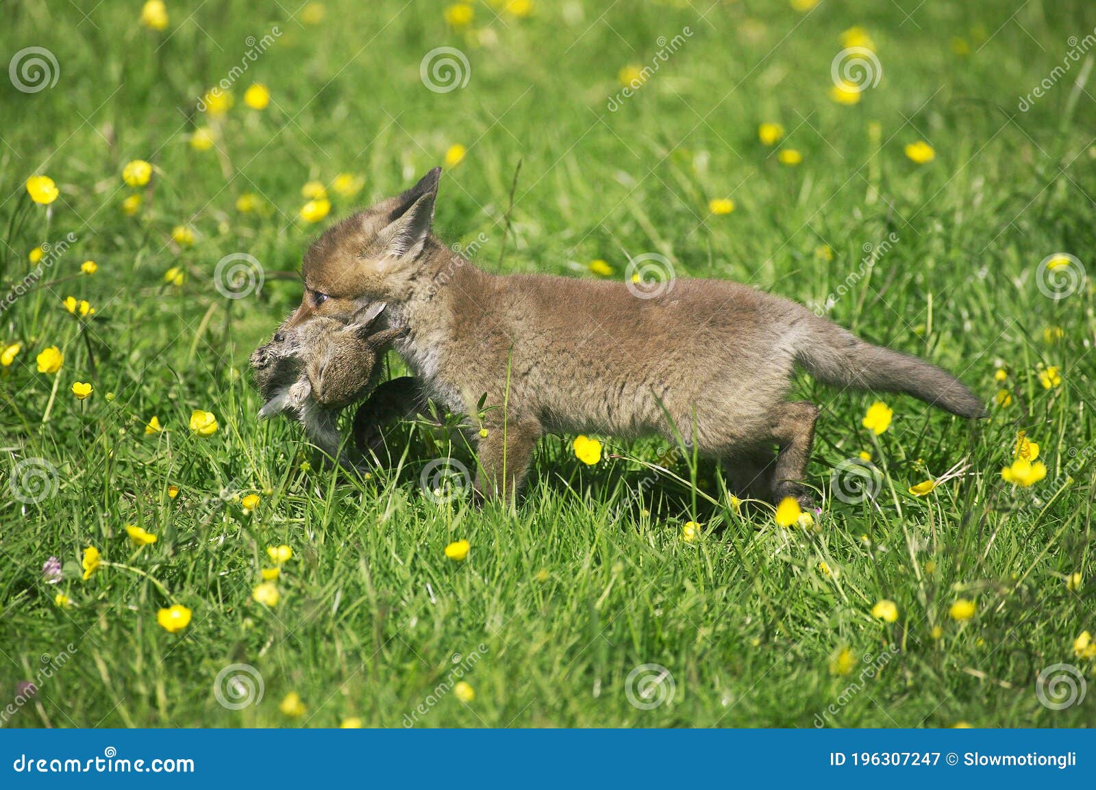 Red Fox, Vulpes Vulpes, Pup with a Kill, a Young Rabbit, Normandy Stock