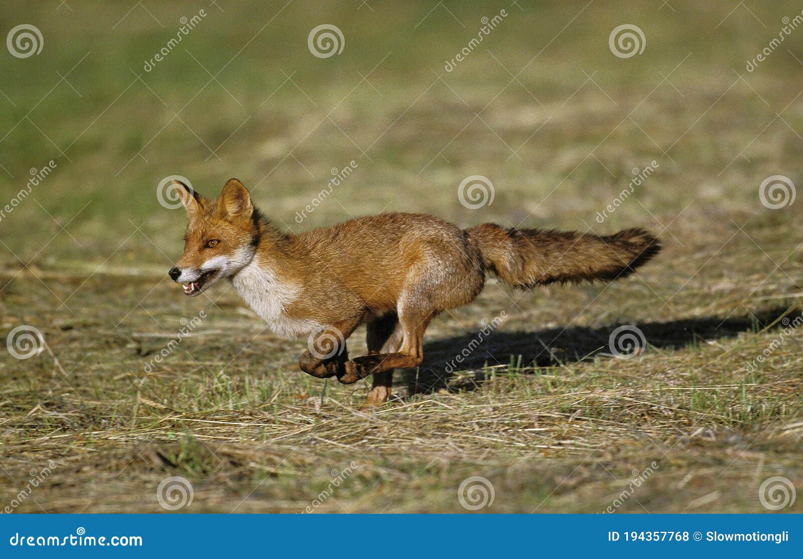Red Fox Vulpes Vulpes Running Away RoyaltyFree Stock Image 105819046