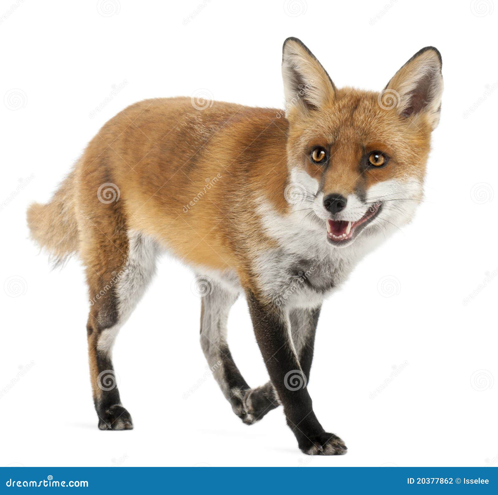 red fox, vulpes vulpes, 4 years old
