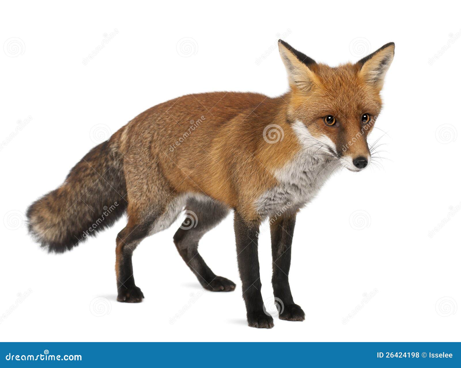 red fox, vulpes vulpes, 4 years old, standing
