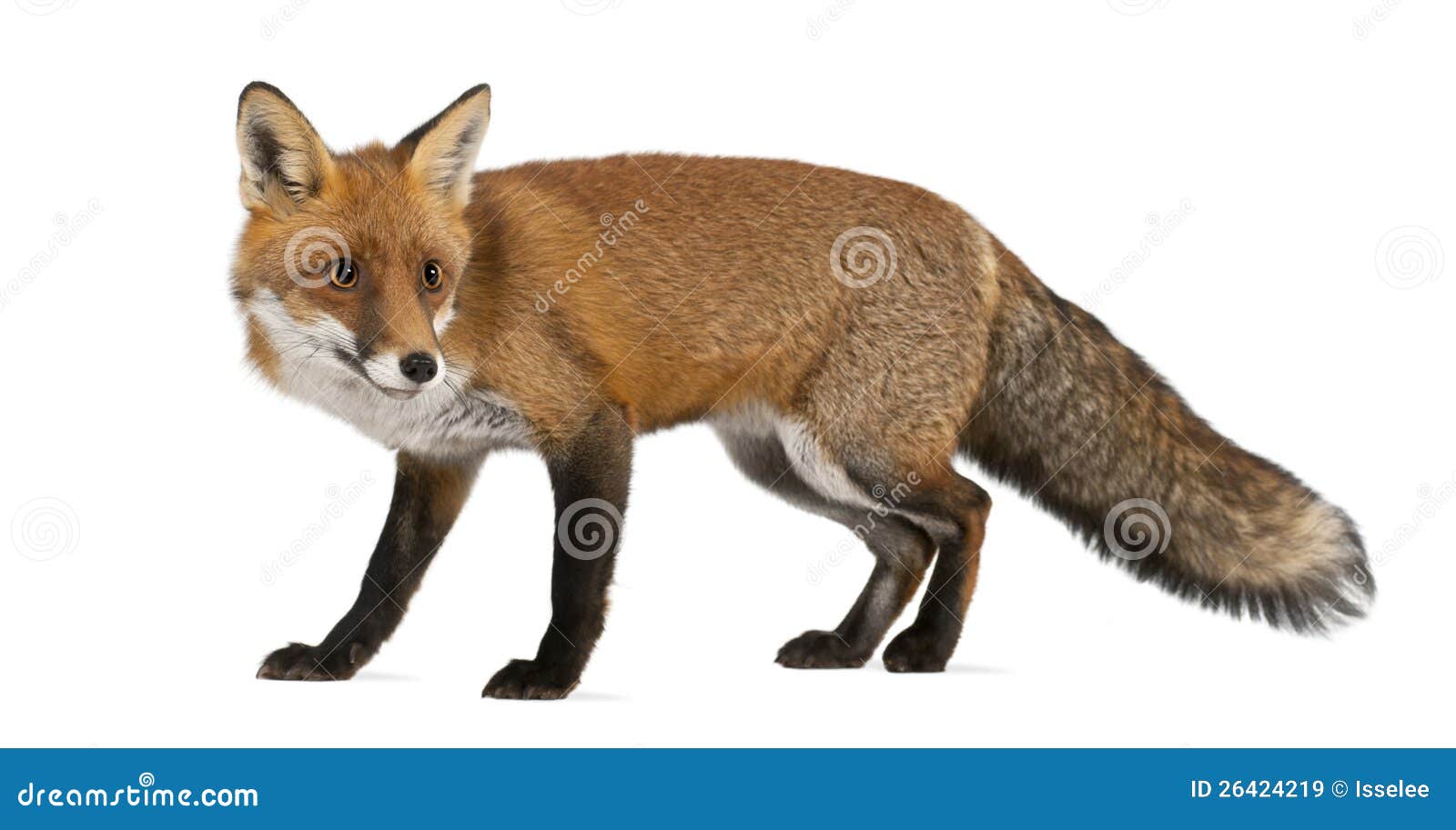 red fox, vulpes vulpes, 4 years old, walking