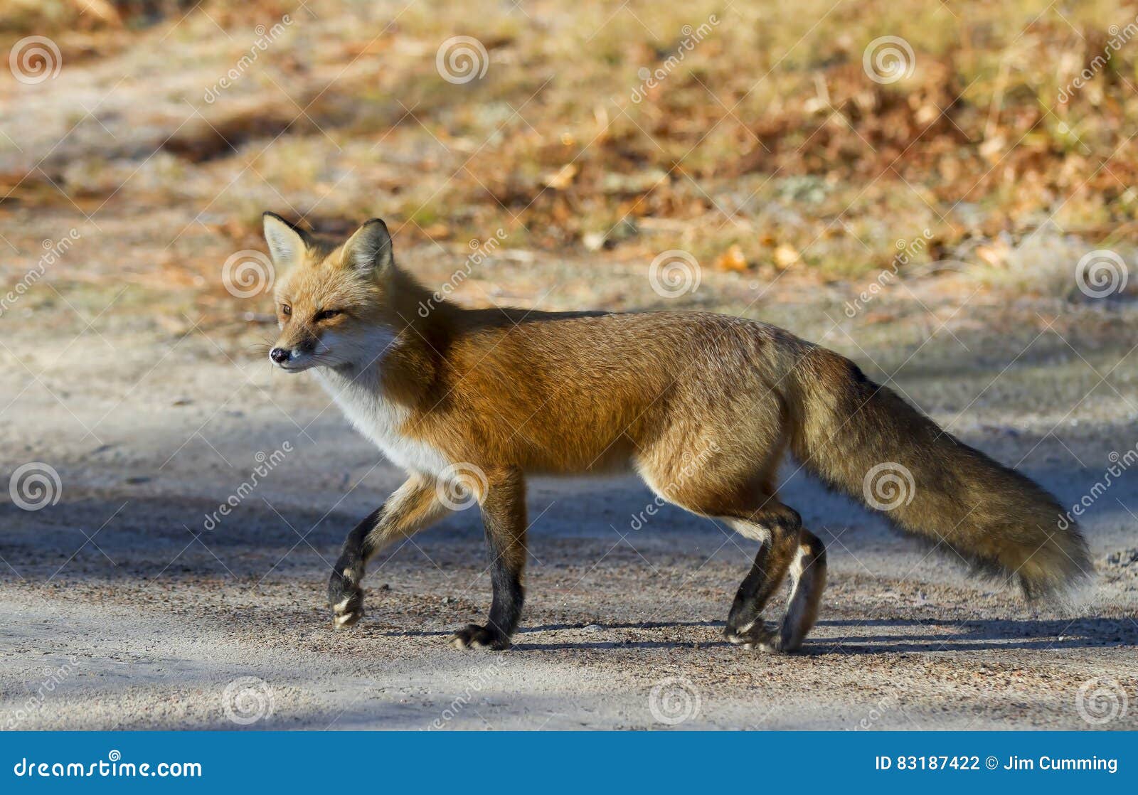 red fox vulpes vulpes in autumn in algonquin park