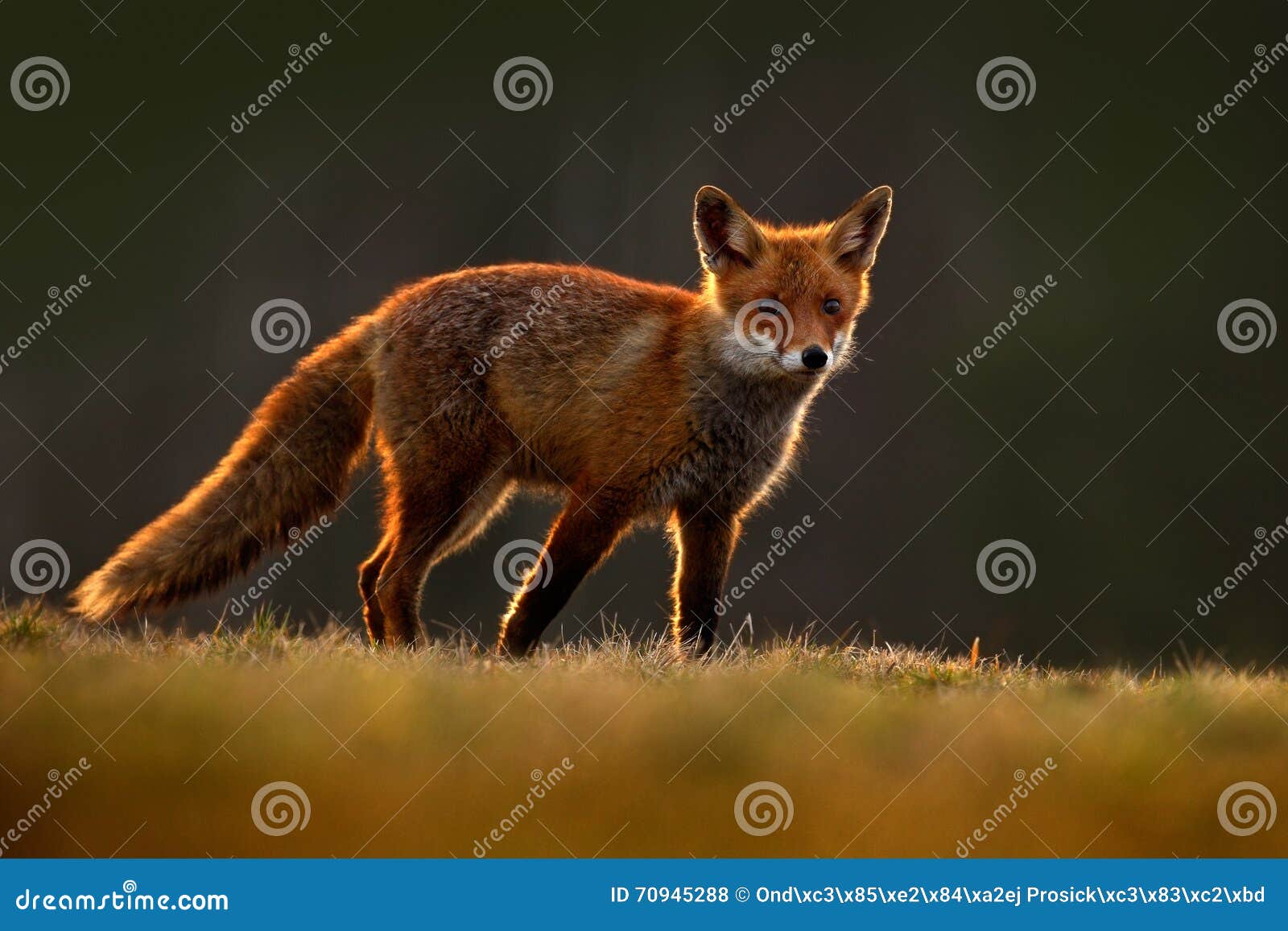 red fox, vulpes vulpes, beautiful animal at green forest with flowers, in the nature habitat, evening sun with nice light