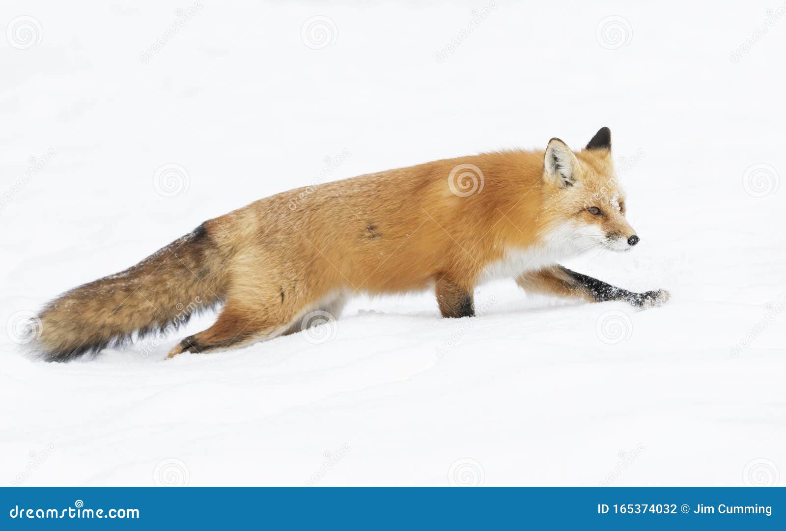 A Red Fox Vulpes Vulpes With A Bushy Tail And Orange Fur