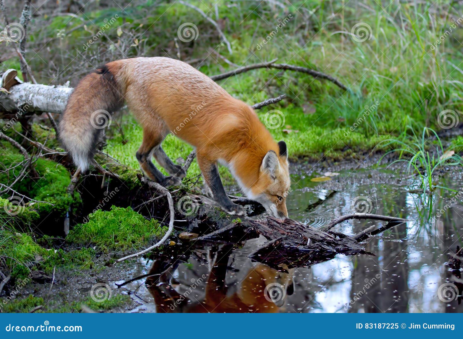 red fox vulpes vulpes drinking water in autumn in algonquin park in canada