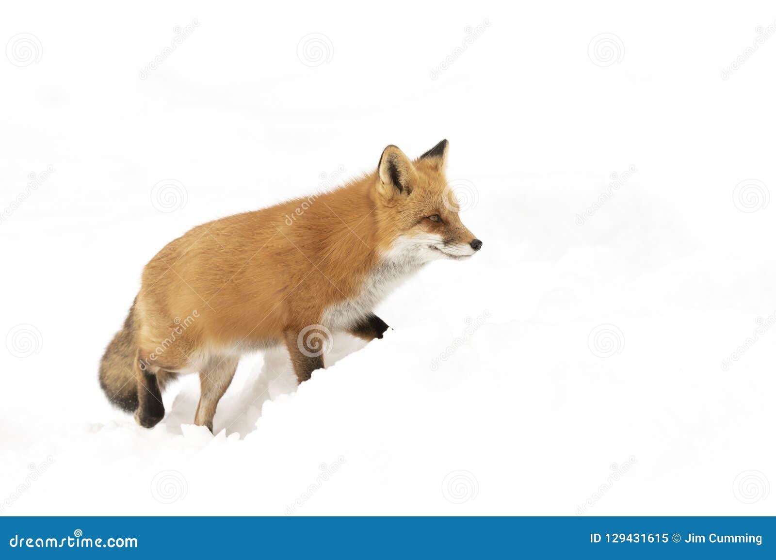 A Red Fox Vulpes Vulpes Isolated On White Background With