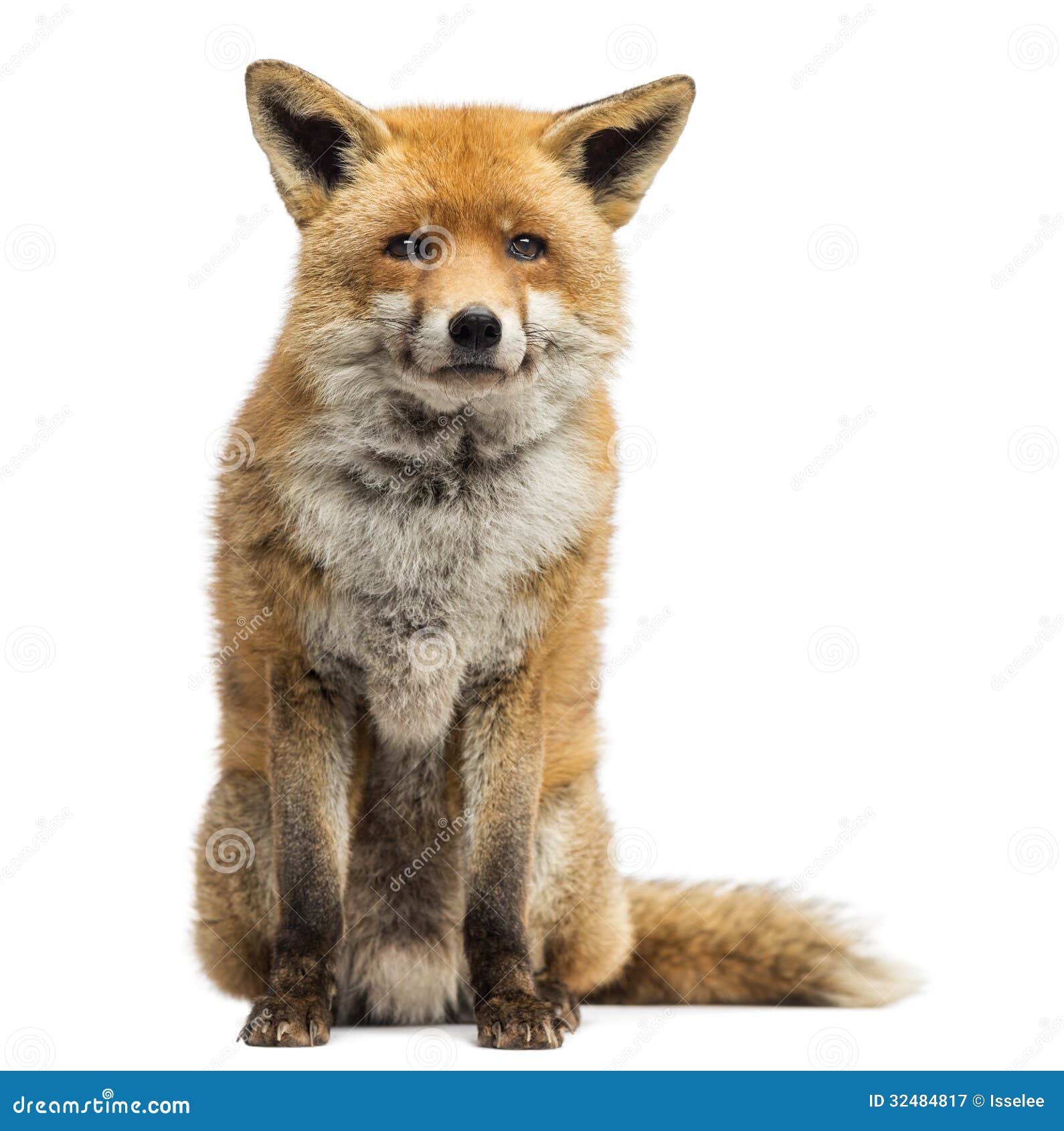 red fox, vulpes vulpes, sitting