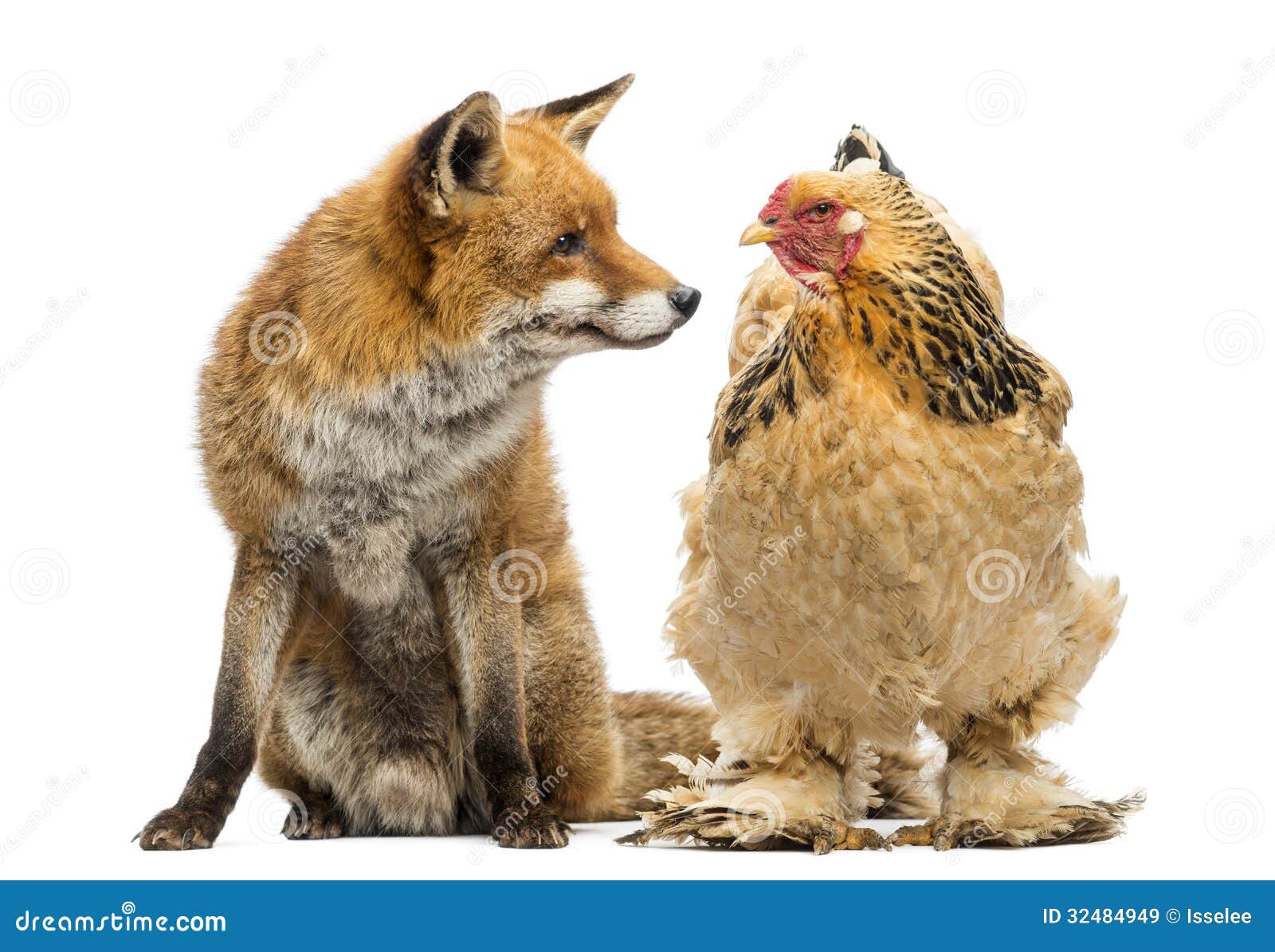 red fox, vulpes vulpes, sitting next to a hen, looking at each