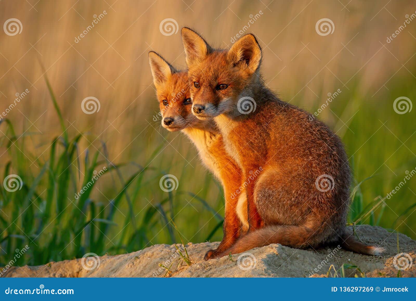red fox, vulpes vulpes, small young cubs near den curiously weatching around.