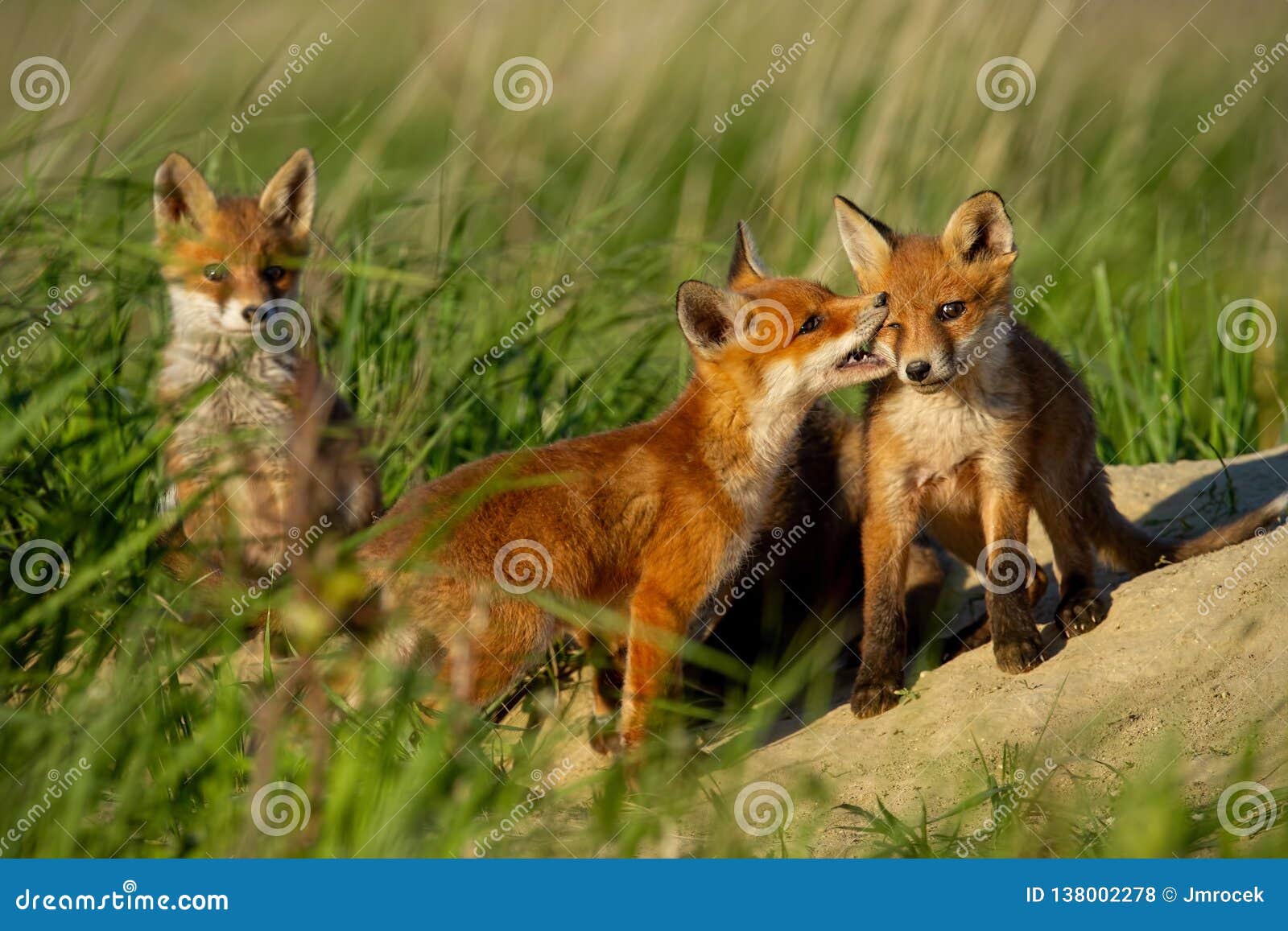 red fox, vulpes vulpes, small young cubs near den playing.