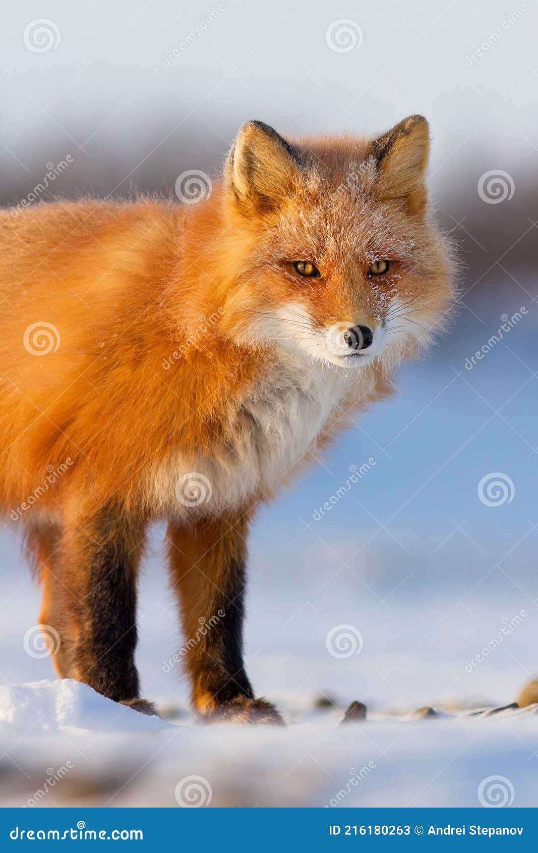 Red Fox Vulpes Vulpes Winter Portrait Of A Fox Close Up Stock Image