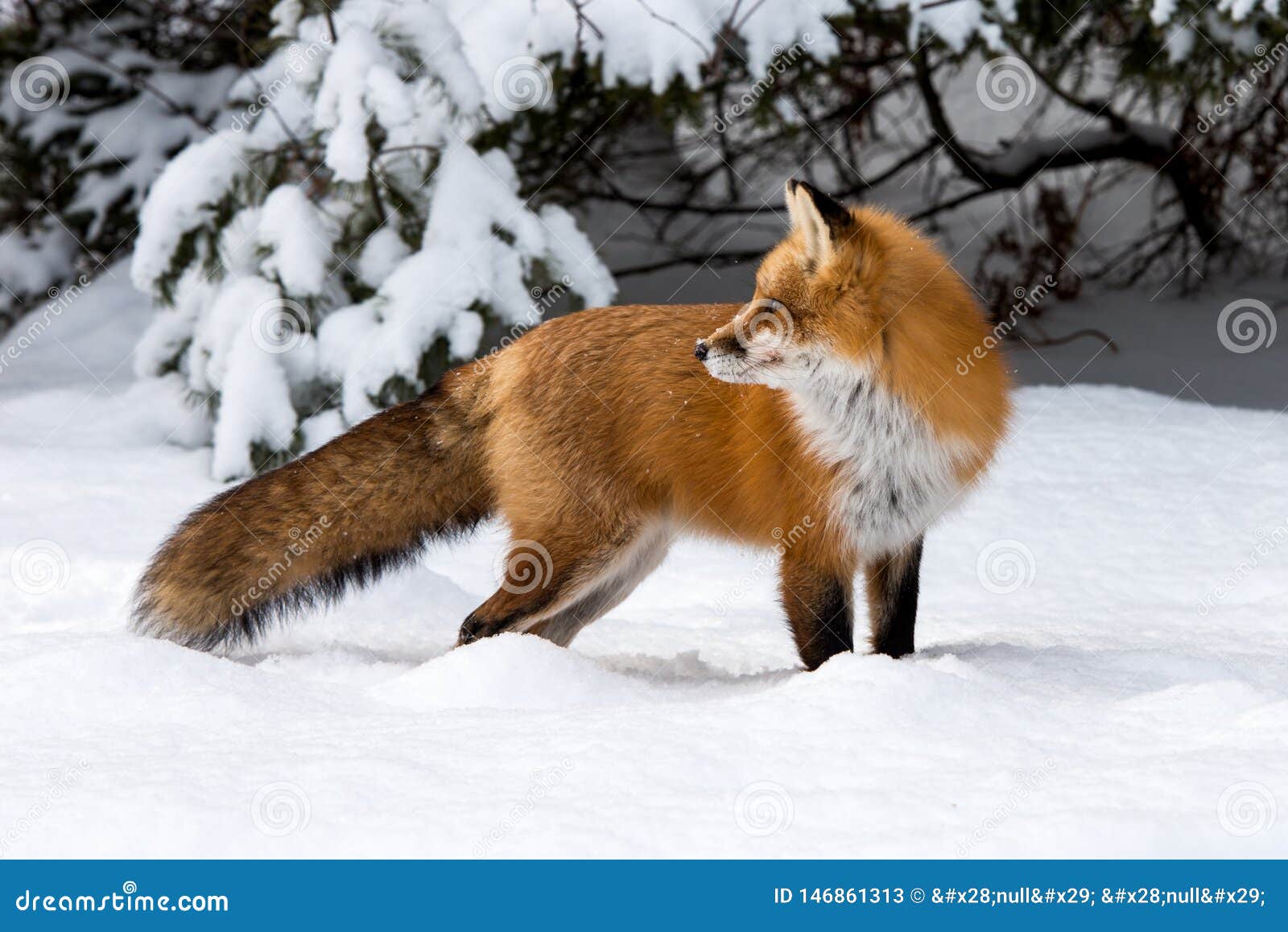red fox vulpes vulpes in deep snow