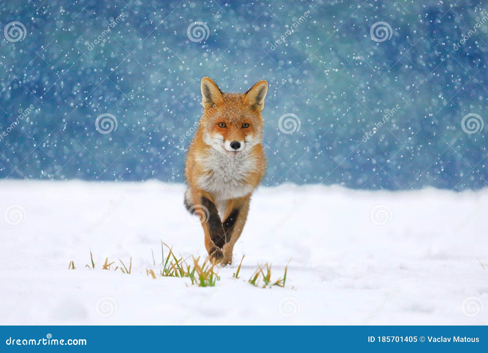 red fox vulpes vulpes on winter forest meadow in snowfall. orange fur coat animal hunting in snow. fox in winter nature.