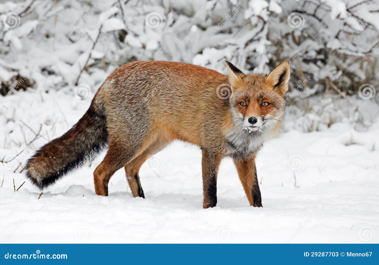 Red Fox in a Winters Landscape Stock Image Image of white, hunter 29287703