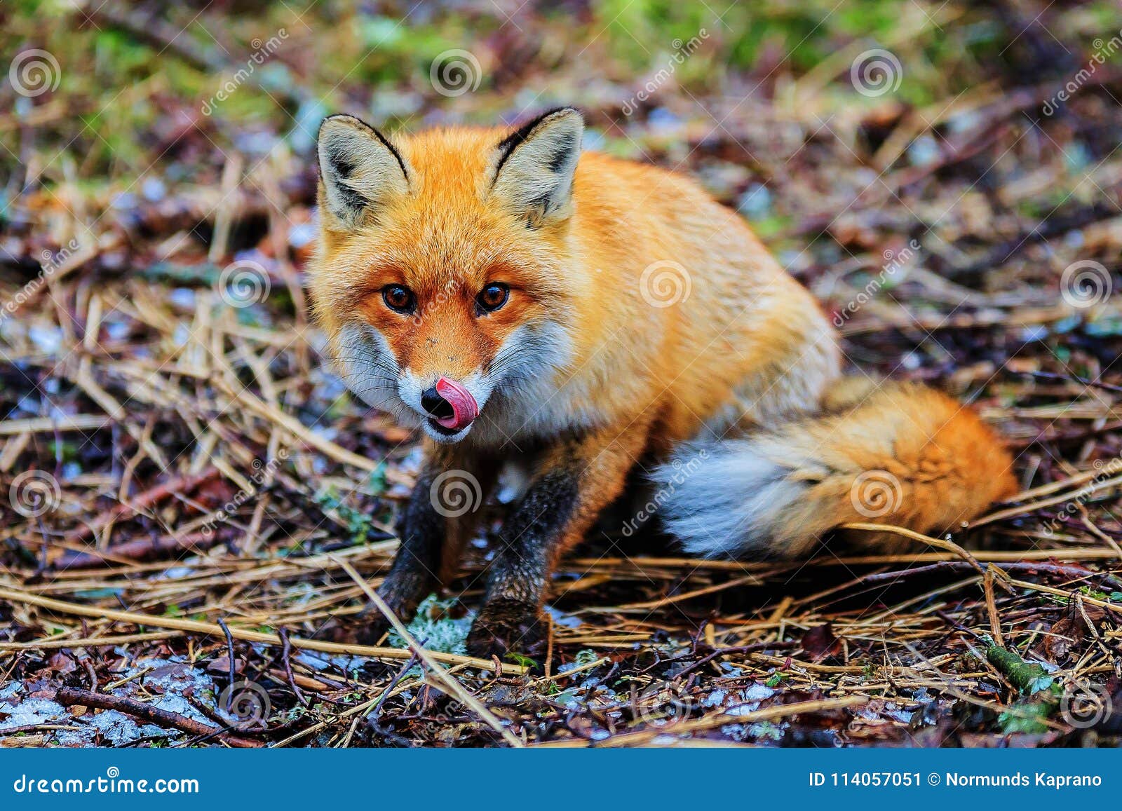 Red fox in the woods stock image. Image of cute, adorable 114057051