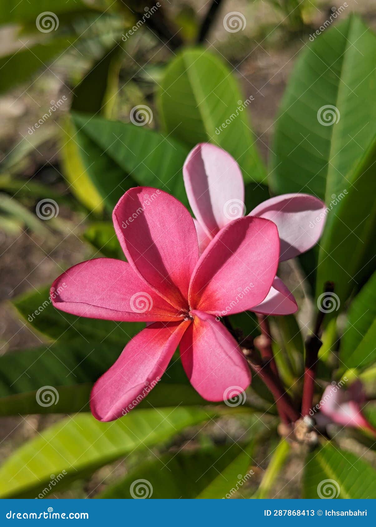 The Red Frangipani flower stock image. Image of flower 287868413