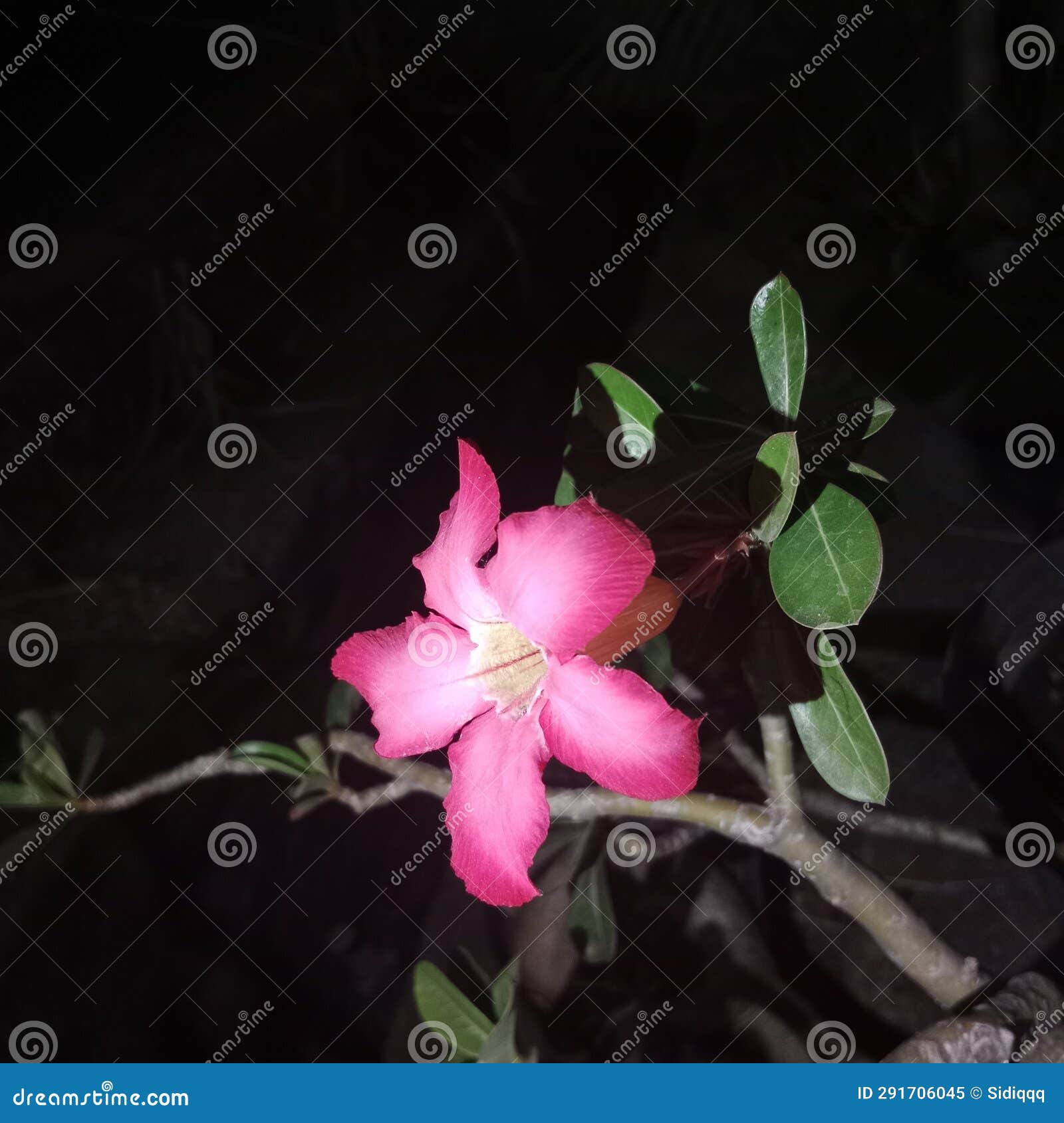 The Red Frangipani Flower Blooms at Night Stock Image Image of night