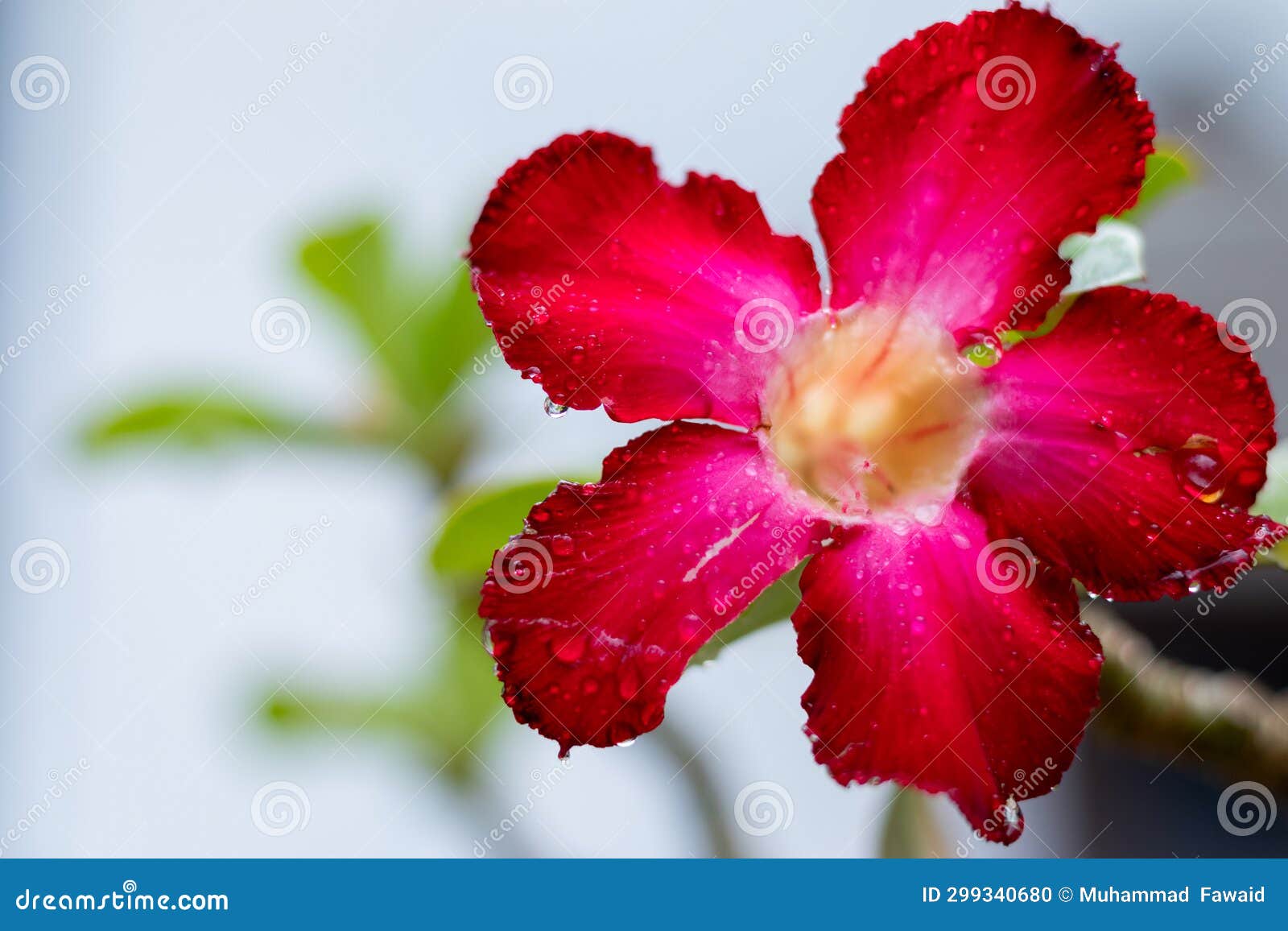 Red Frangipani Flower. Japanese Frangipani Flower Stock Photo Image