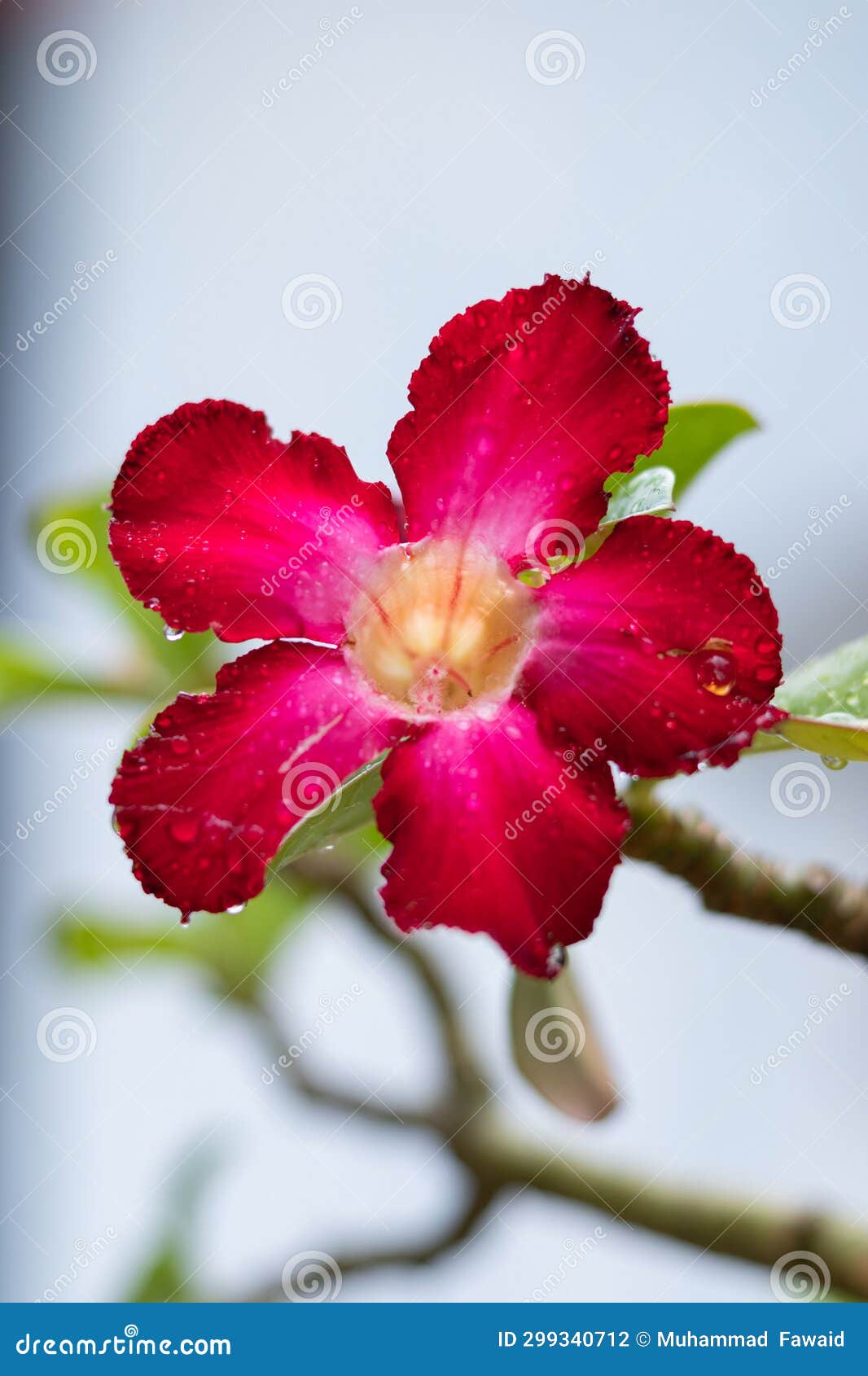 Red Frangipani Flower. Japanese Frangipani Flower Stock Photo Image