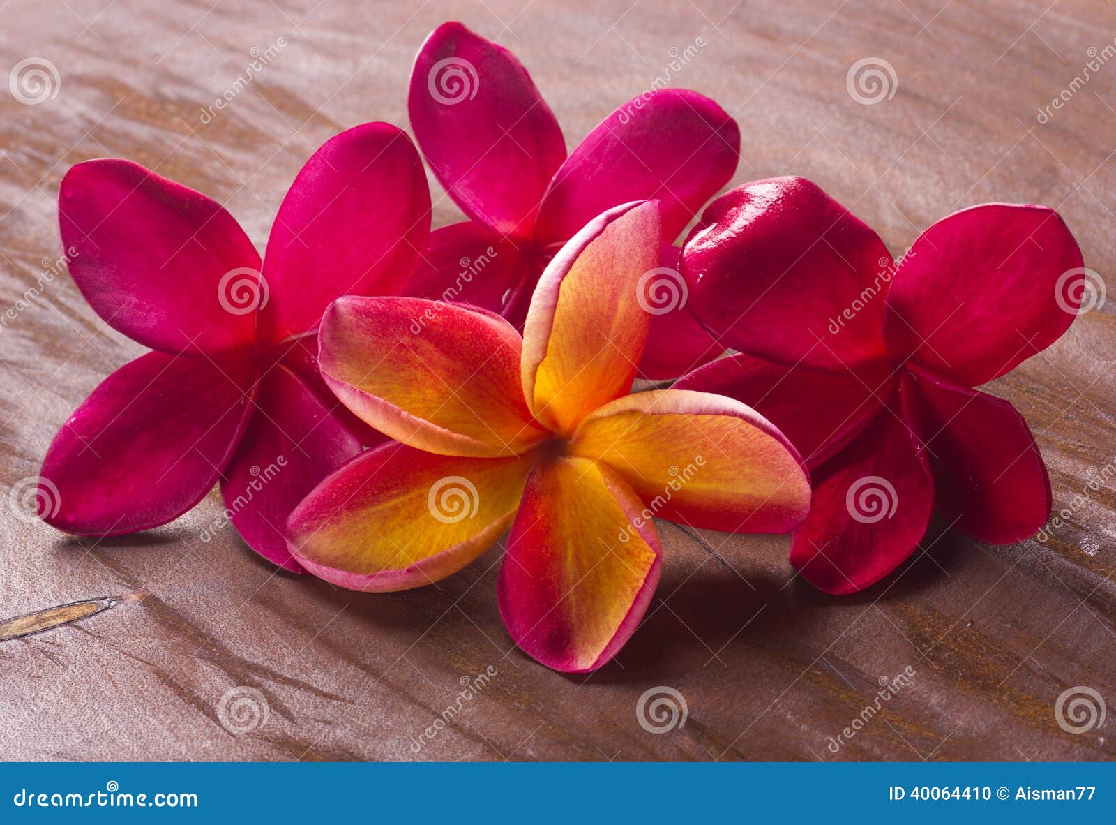 Red frangipani stock photo. Image of smell, beautiful 40064410