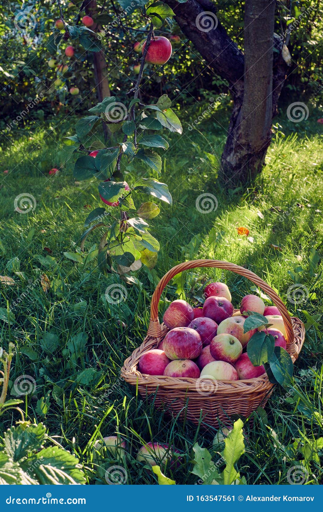 Red Fresh Apples in a Basket on the Grass Under a Tree Stock Image