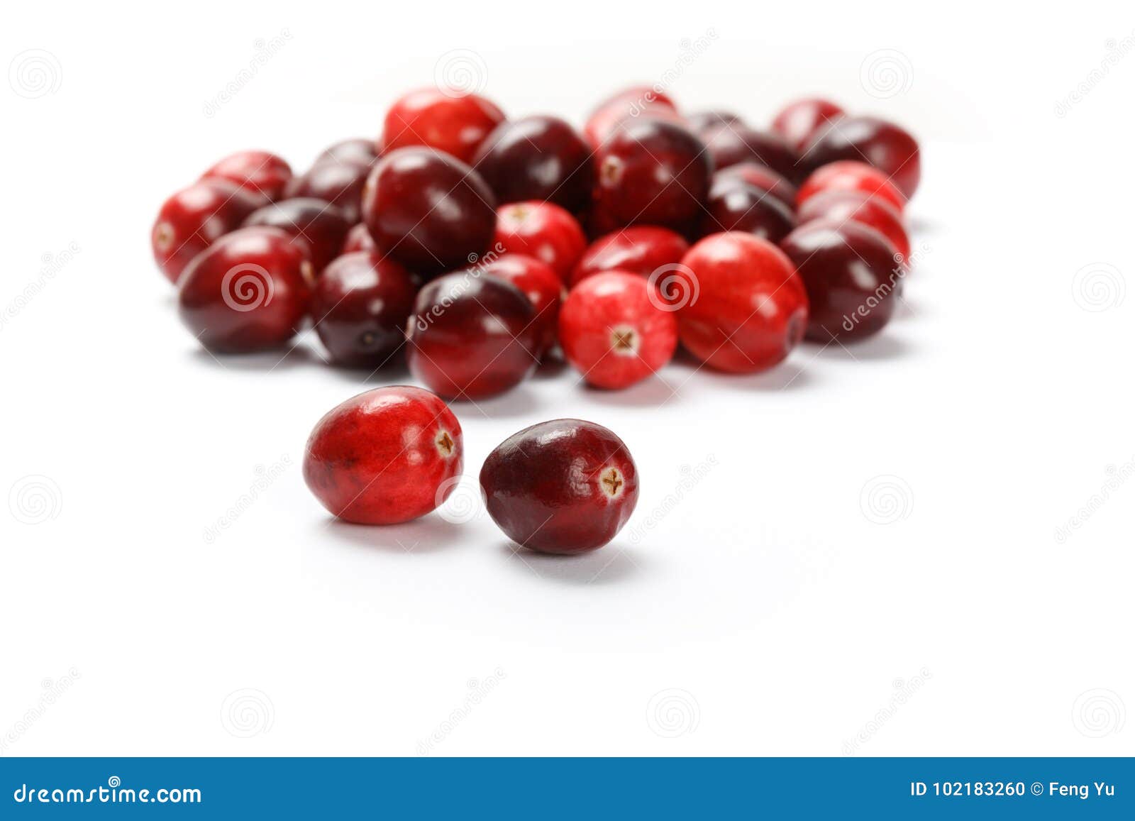 Red cranberry fruit stock photo. Image of group, cranberry 102183260