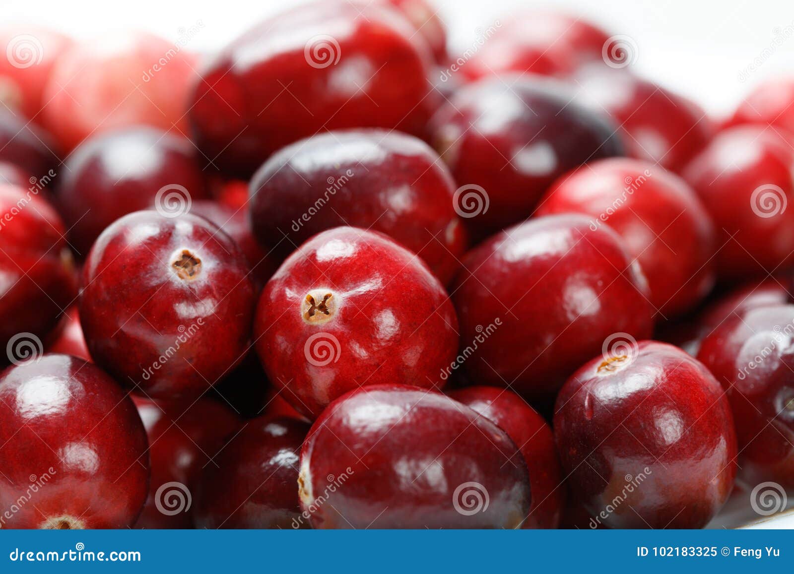Red cranberry fruit stock image. Image of large, plant 102183325