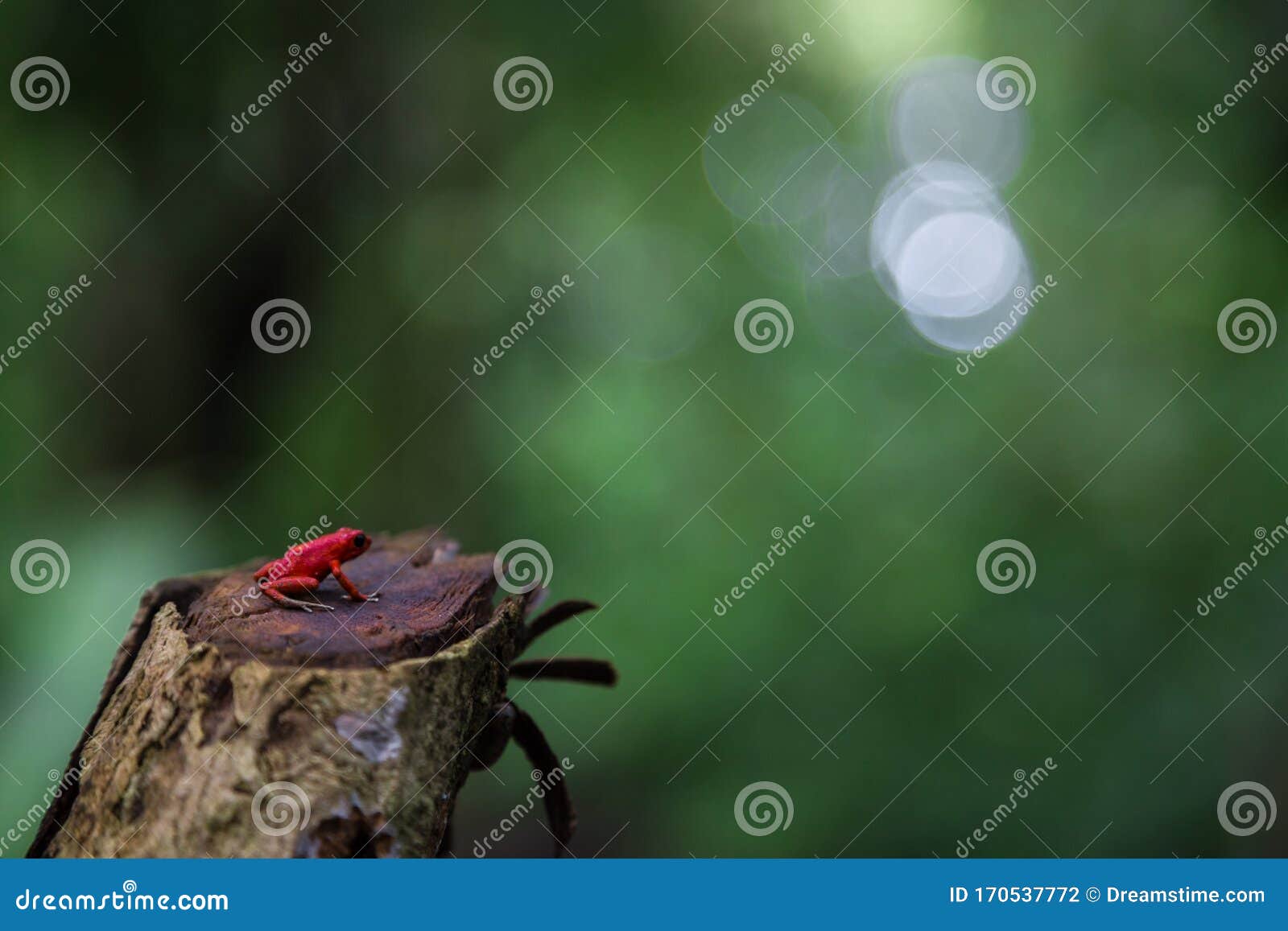 red frog en la selva de bocas del toro panama