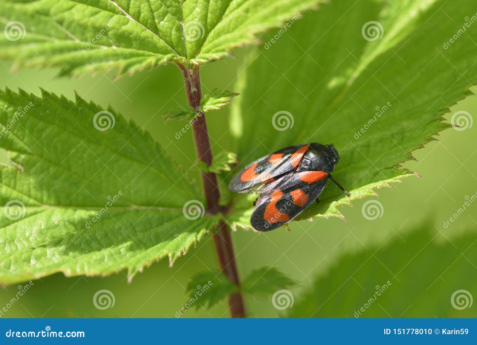 red froghopper or red-and-black froghopper