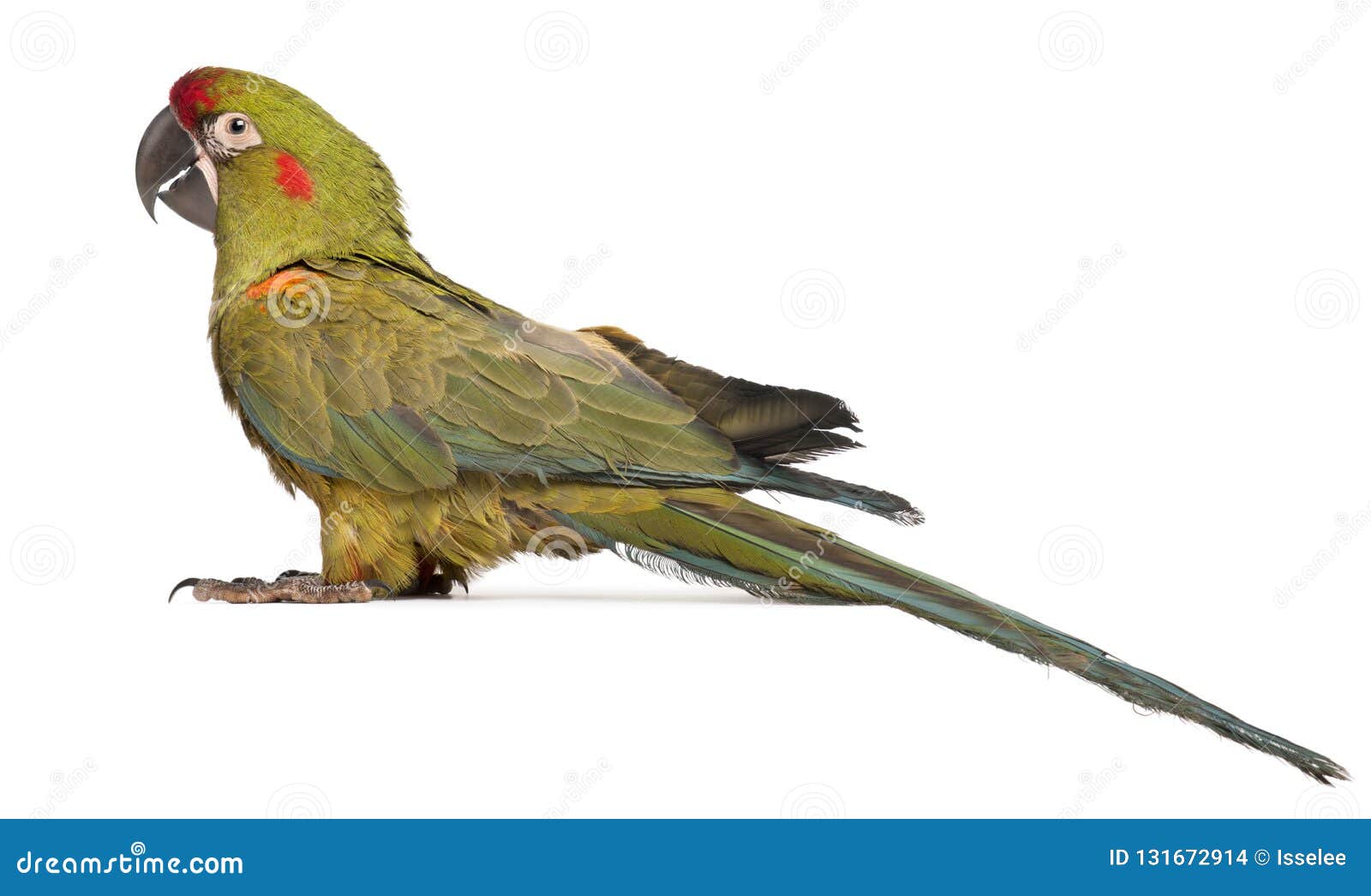 red-fronted macaw, ara rubrogenys, 6 months old