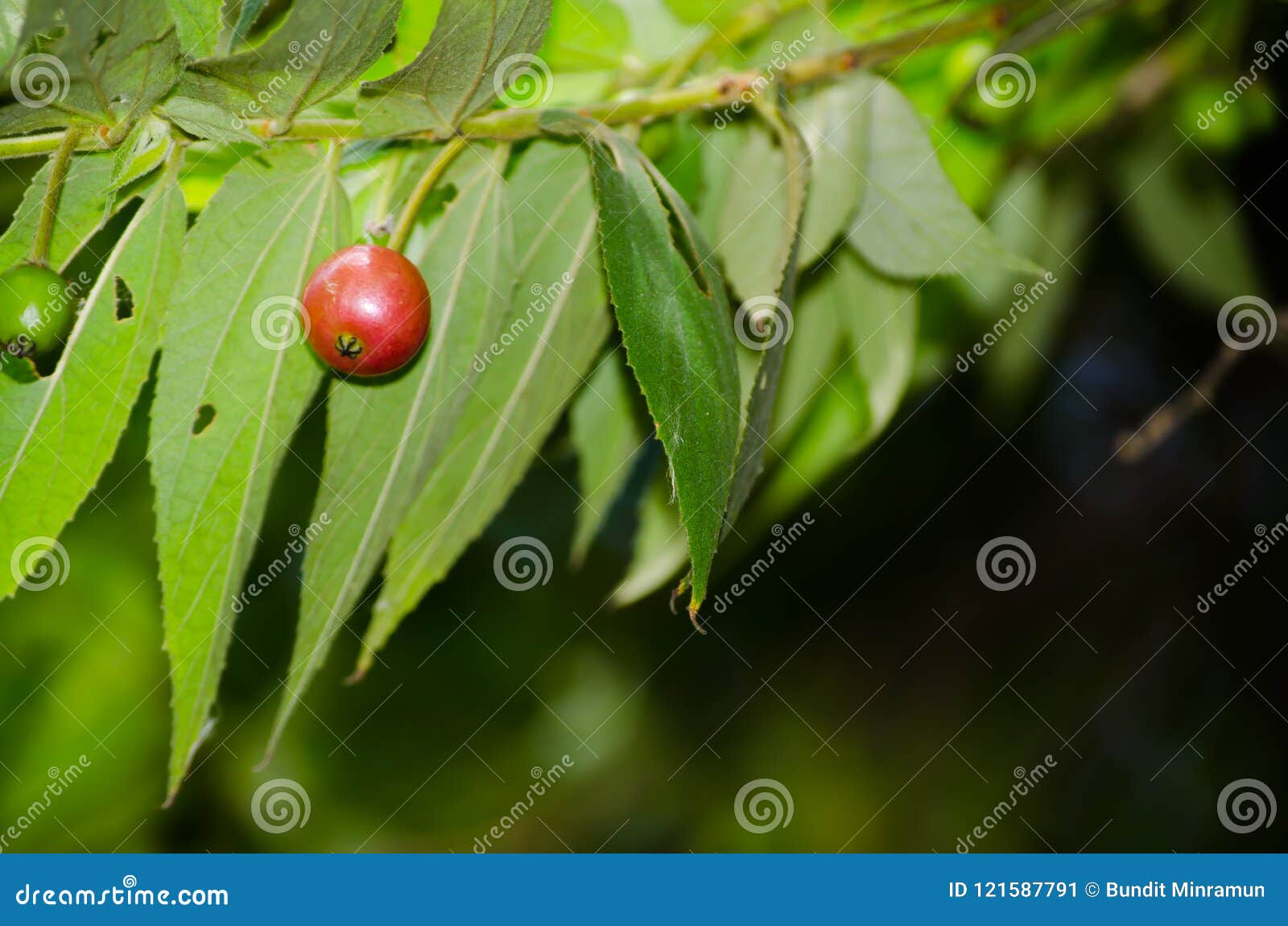 red fruit of capulin or jamaican cherry muntingia calabura on it branch at thailand tropical botanical garden.