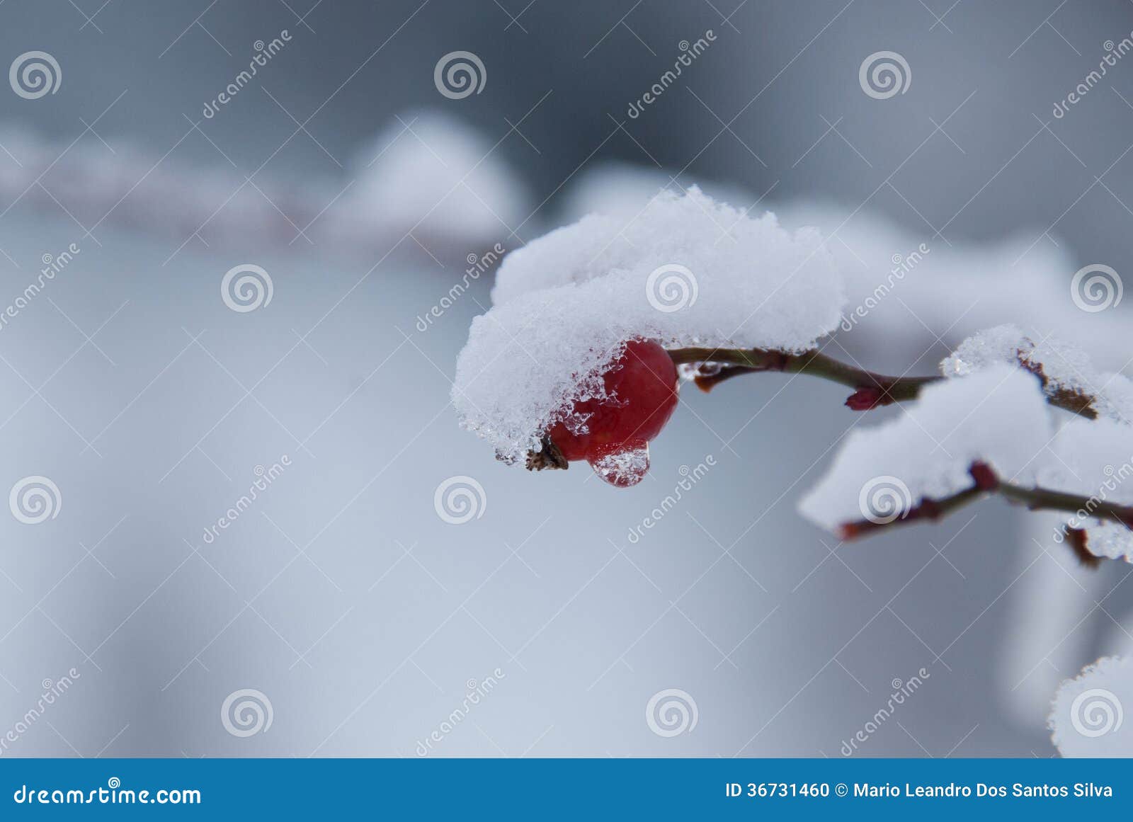 Rose hip covered by snow. This it a red fruit which resists the rigors of winter waiting the arrival of spring. It is so beautiful to see the contrast between the white snow and red fruit.