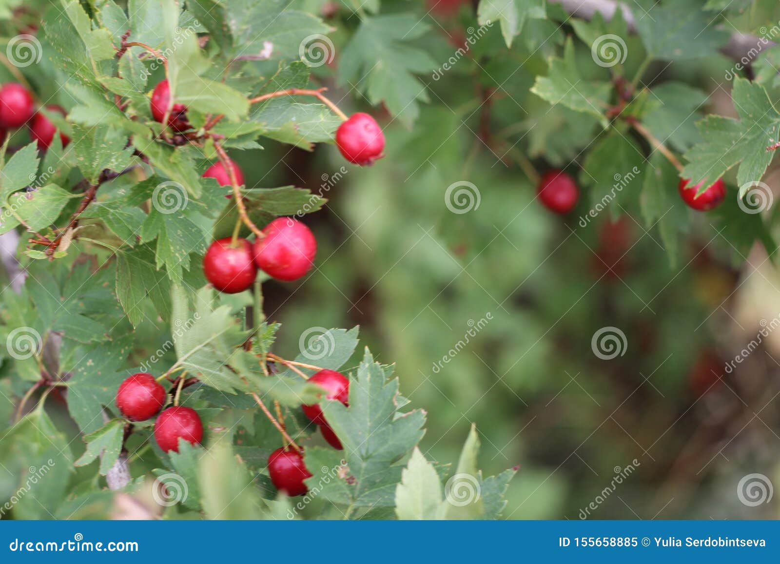 red fruit of crataegus monogyna, known as hawthorn or single-seeded hawthorn may, mayblossom, maythorn, quickthorn, whitethorn,