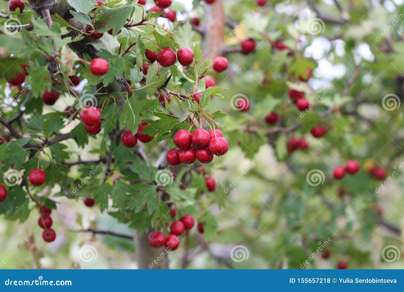 red fruit of crataegus monogyna, known as hawthorn or single-seeded hawthorn may, mayblossom, maythorn, quickthorn, whitethorn,