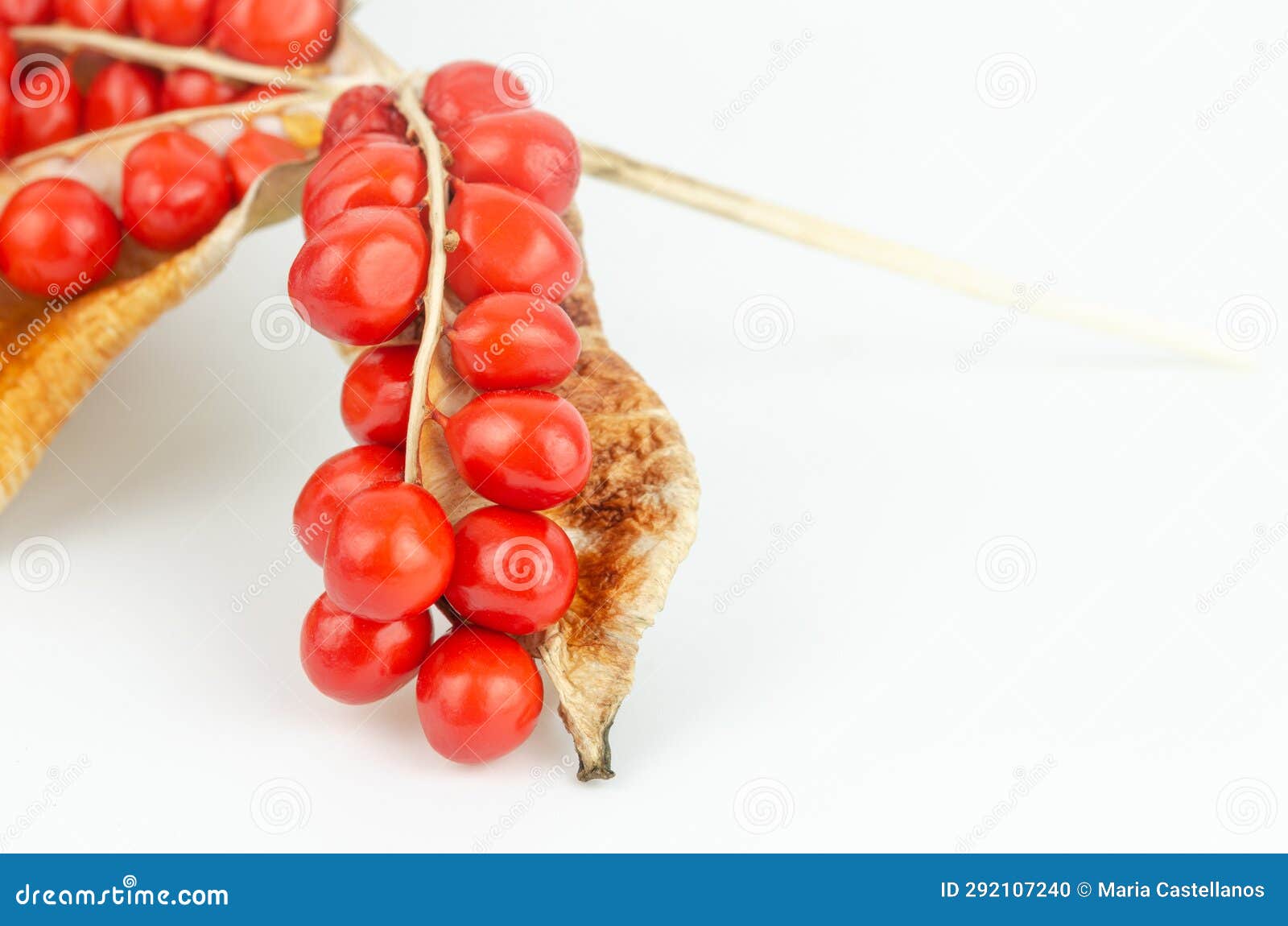 red fruits of iris foetidissima on a white background. wild iris