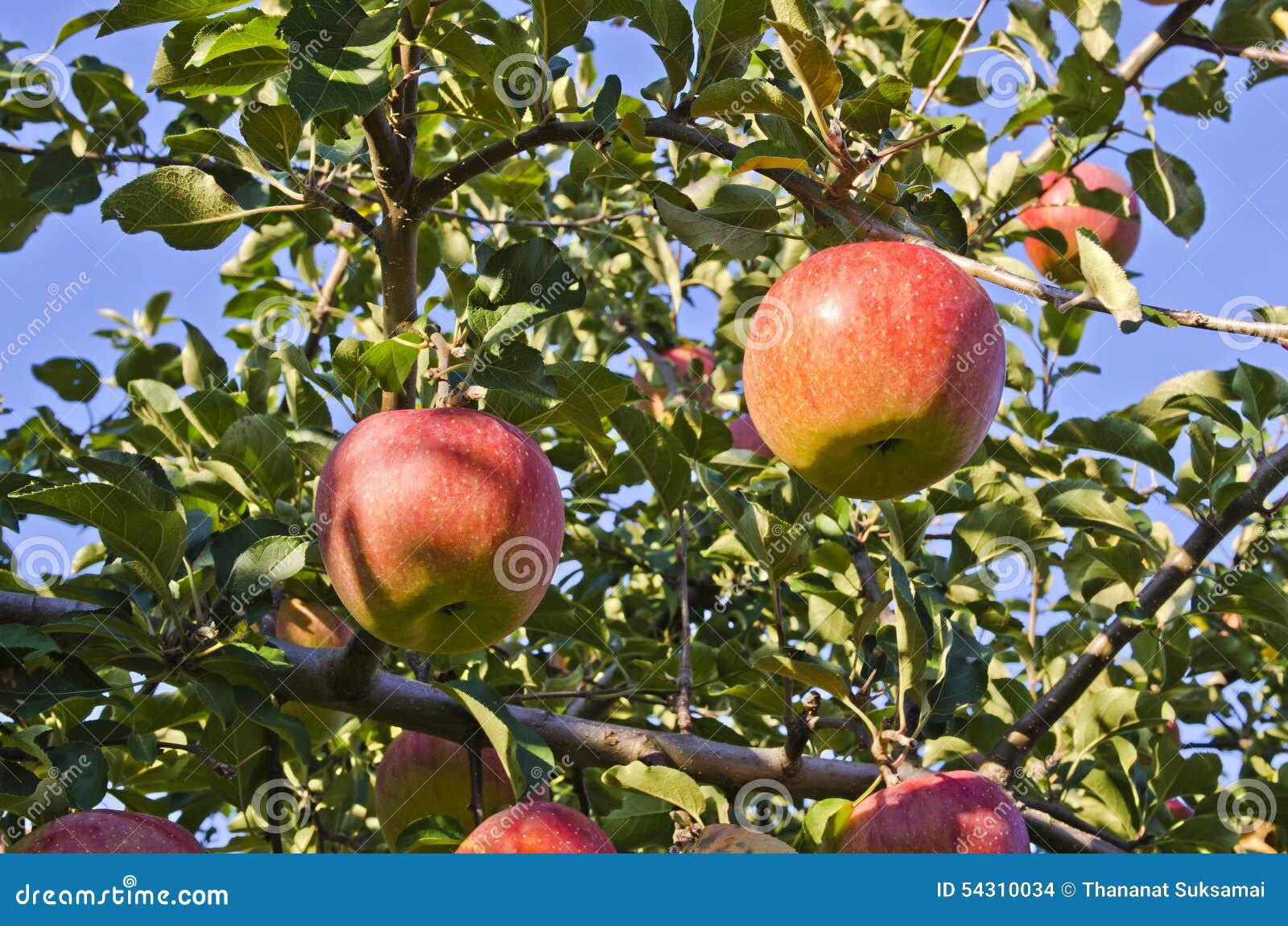 Red Fuji Apple. stock photo. Image of applepark, park 54310034