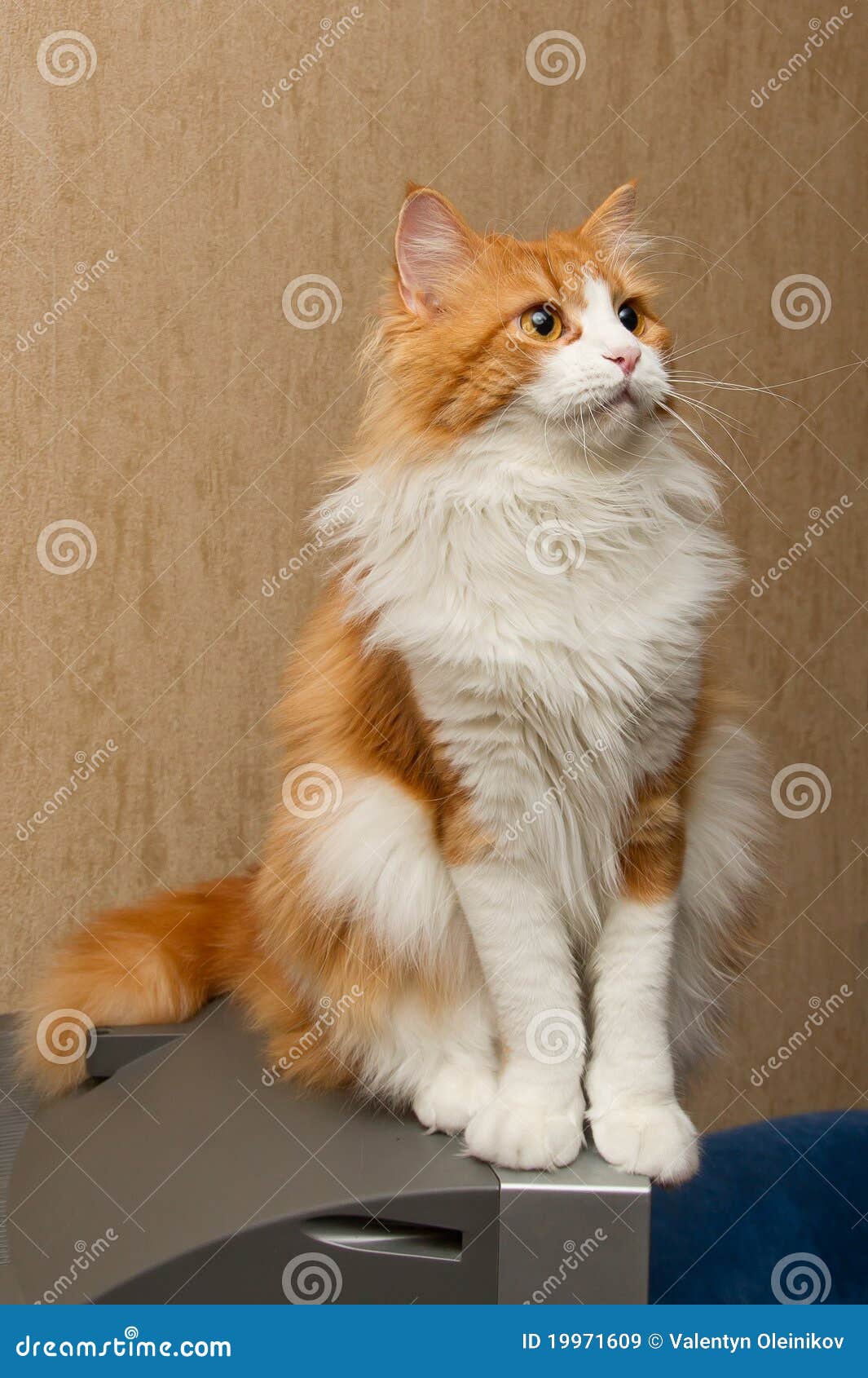 Red furry cat stock image. Image of ragamuffin, white - 19971609